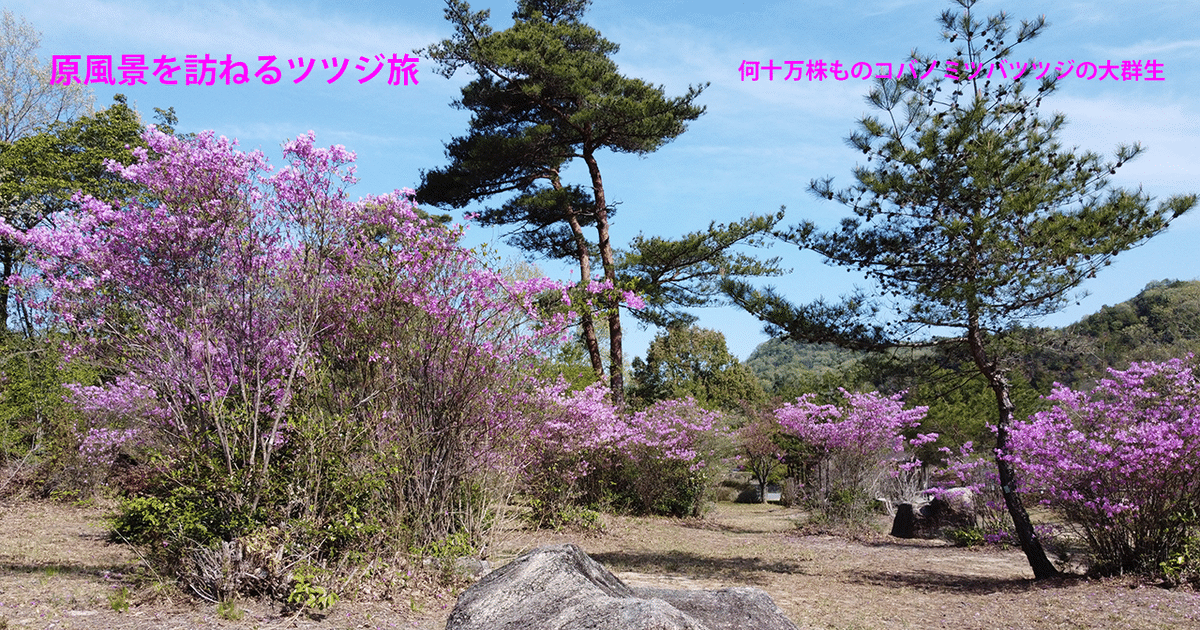 43．コバノミツバツツジの名所37ヶ所｜sasayan