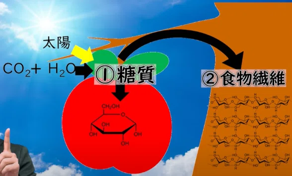 京都大学の研究チーム、炭水化物前のオリーブオイル摂取で血糖値抑制を確認