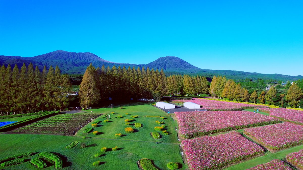 100万本のコスモスが彩る生駒高原と霧島連山（韓国岳・甑岳） 