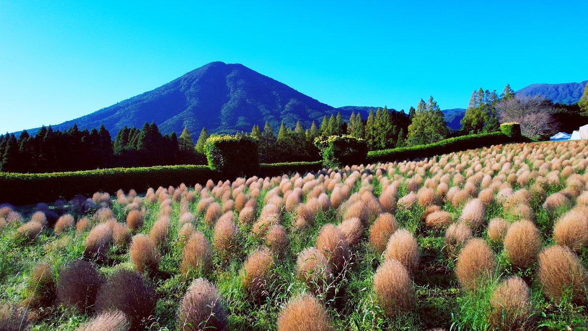 生駒高原のコキアと夷守岳 