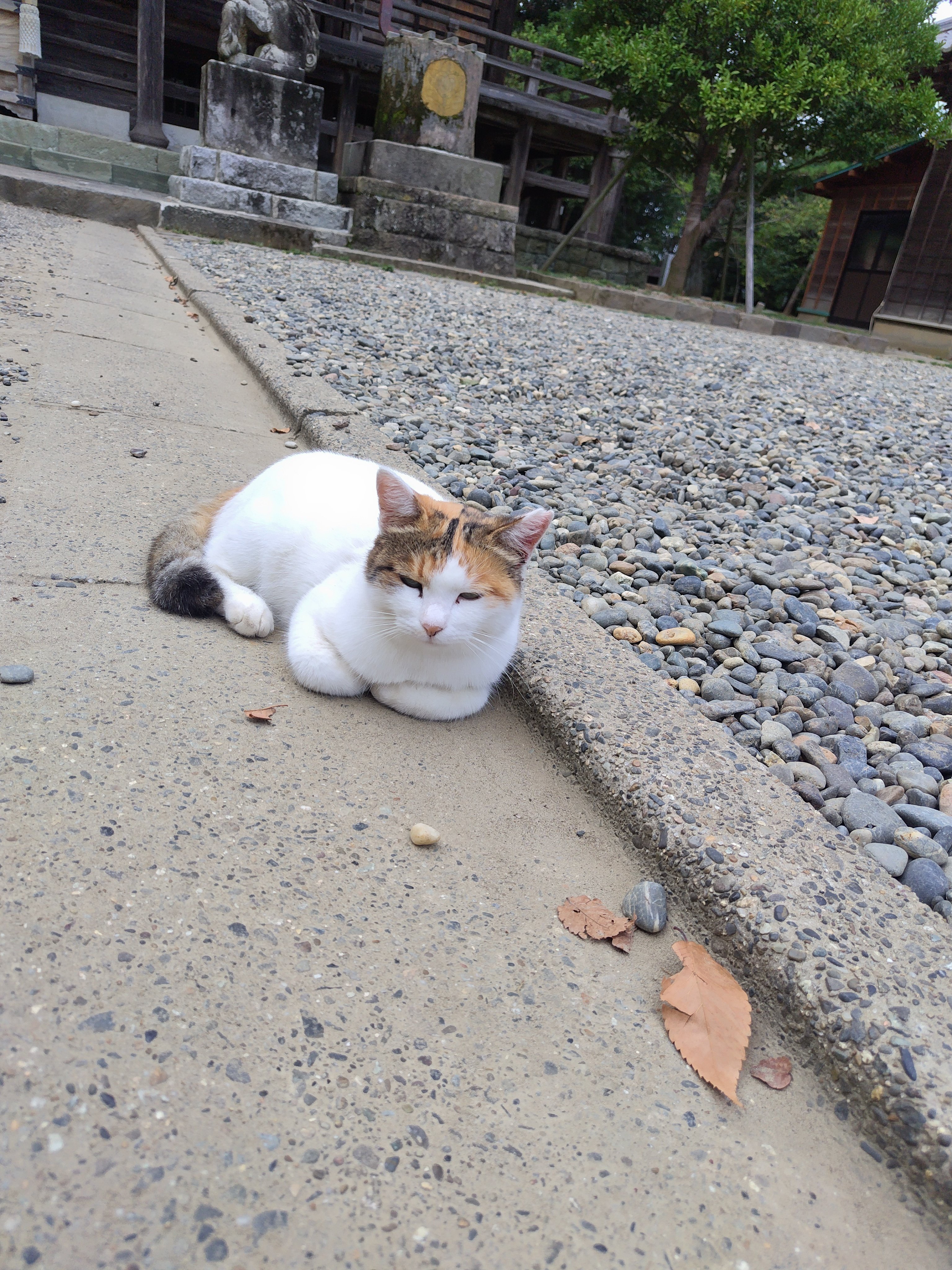 夢見森 猫地区の御神木 (プチフラワーコミックス 夢見森シリーズ