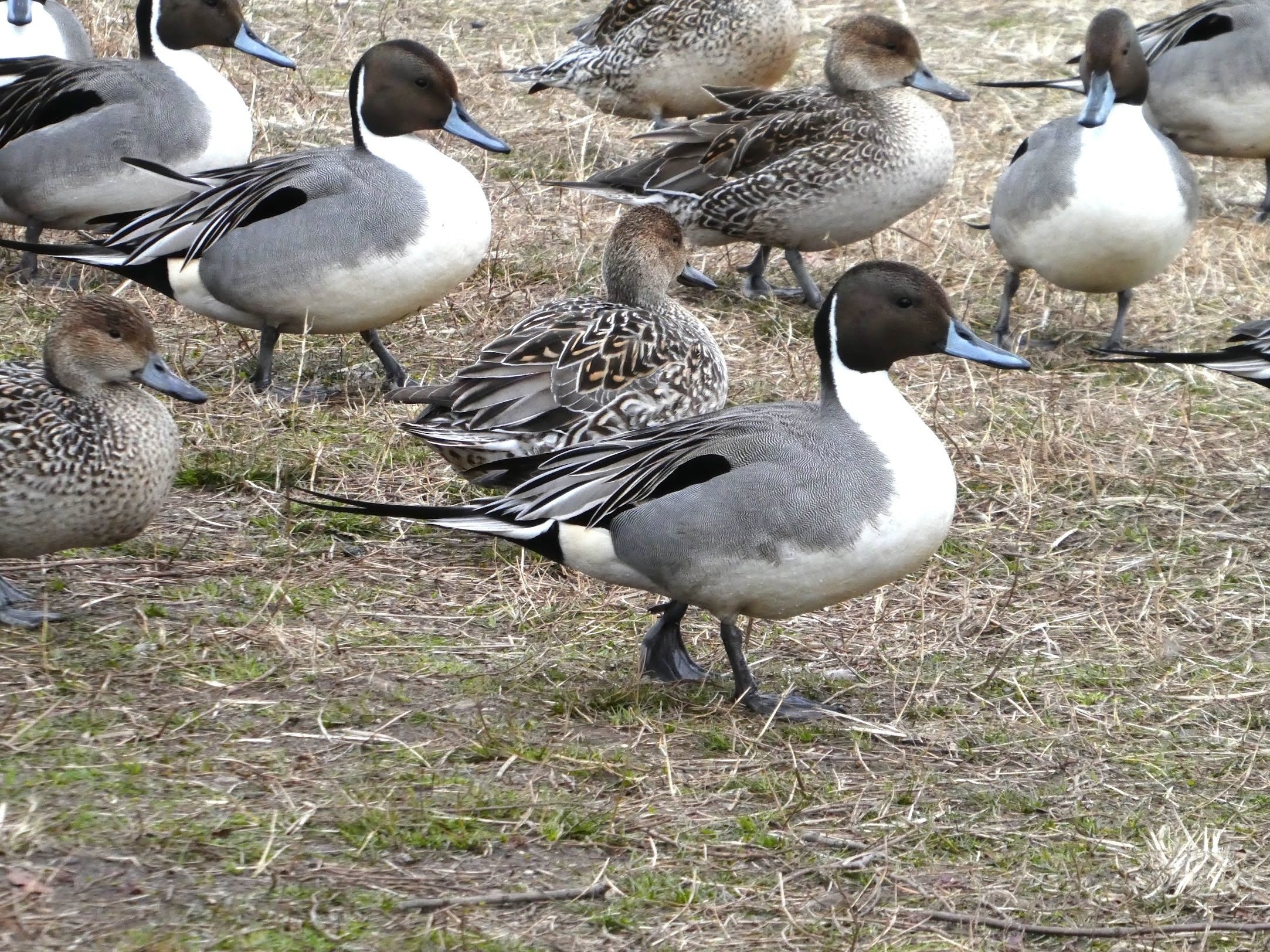 カモ」という鳥はいない？｜パンダ鴨