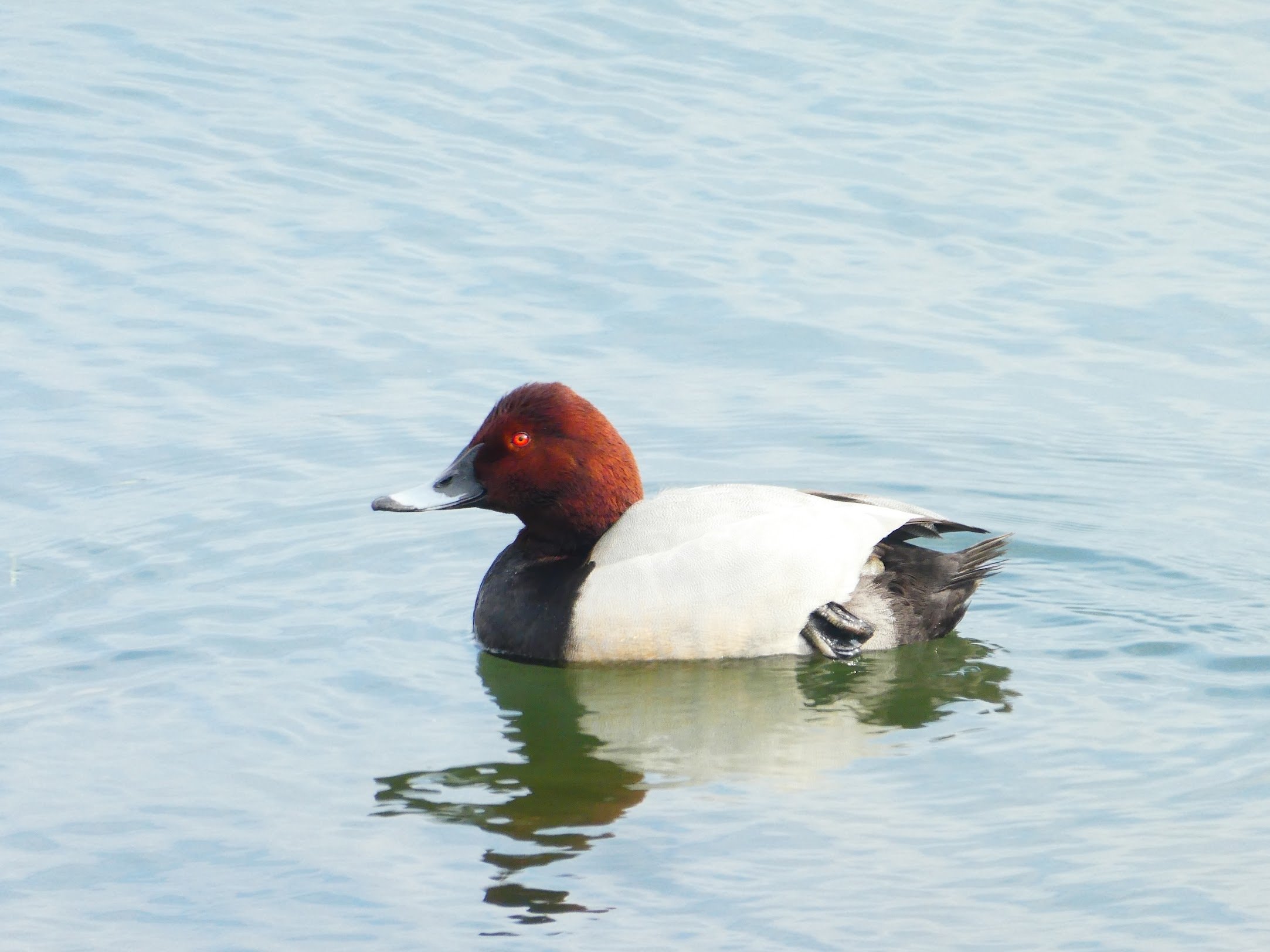 カモ」という鳥はいない？｜パンダ鴨