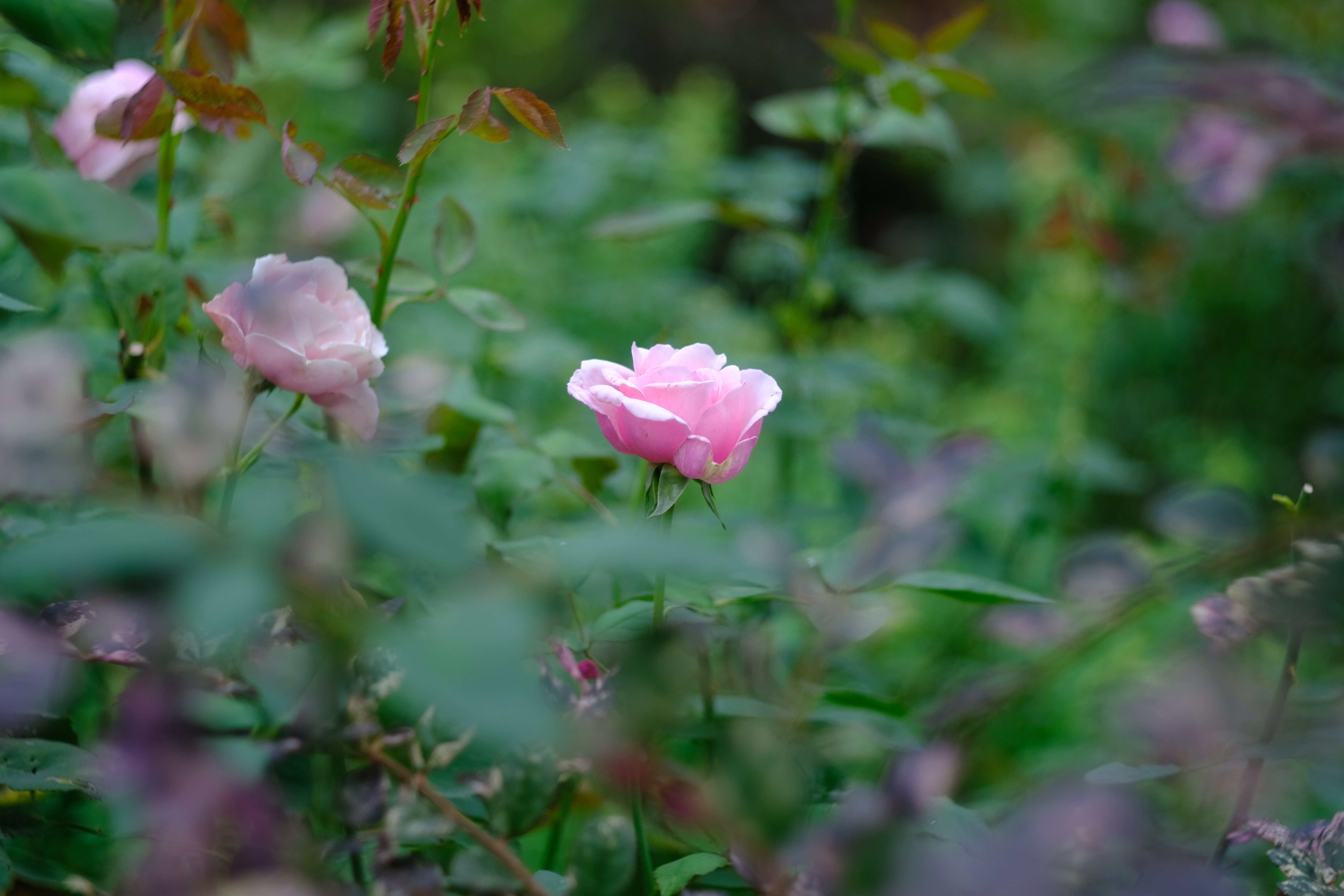 オールドレンズ作例:Canon 50mm F1.8 L39|あき@写真好きYouTuber オールドレンズ作例:Canon 50mm F1.8 L39|あき@写真好きYouTuber