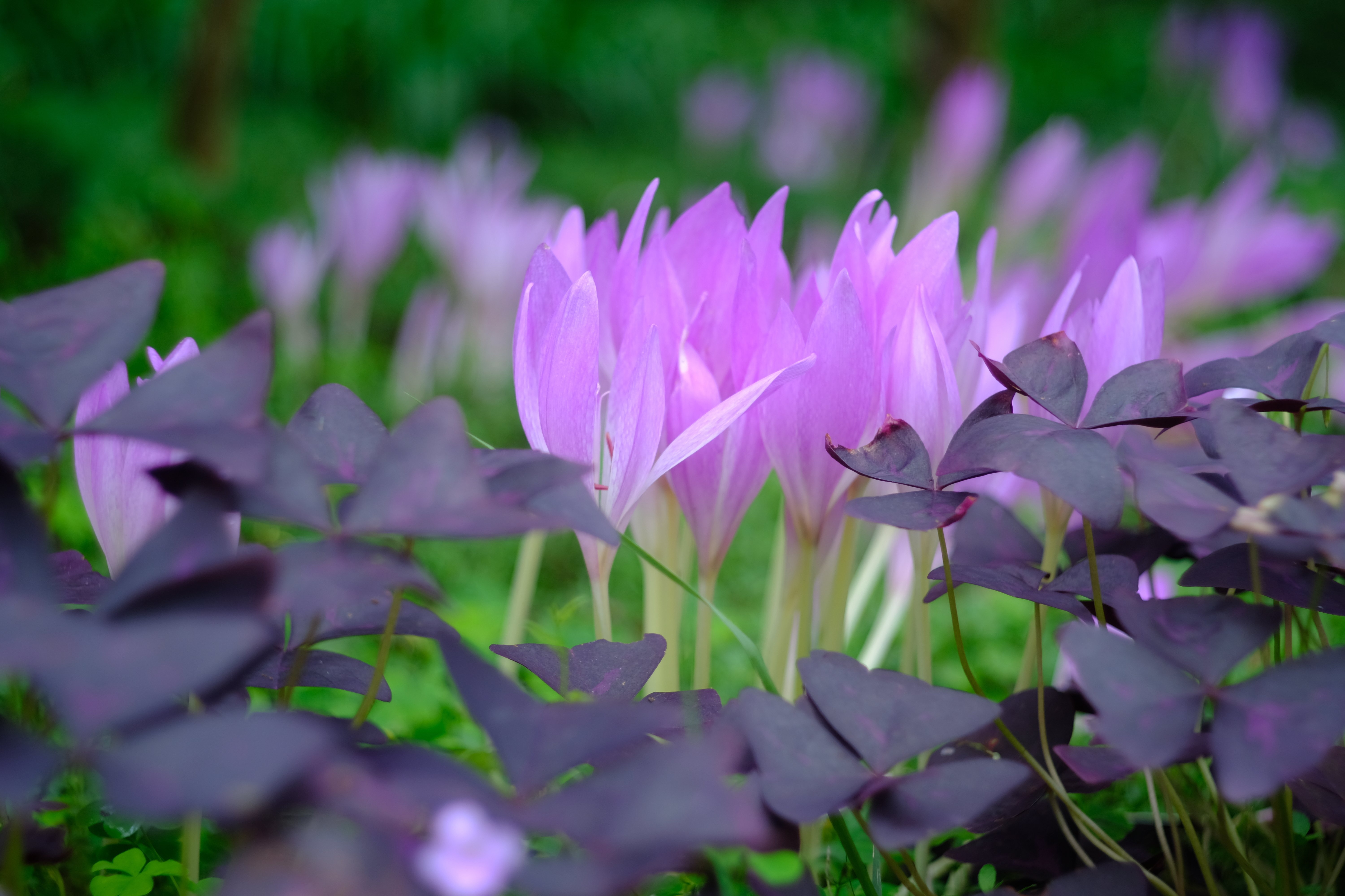 オールドレンズ作例：Canon 50mm F1.8 L39｜あき＠写真好きYouTuber