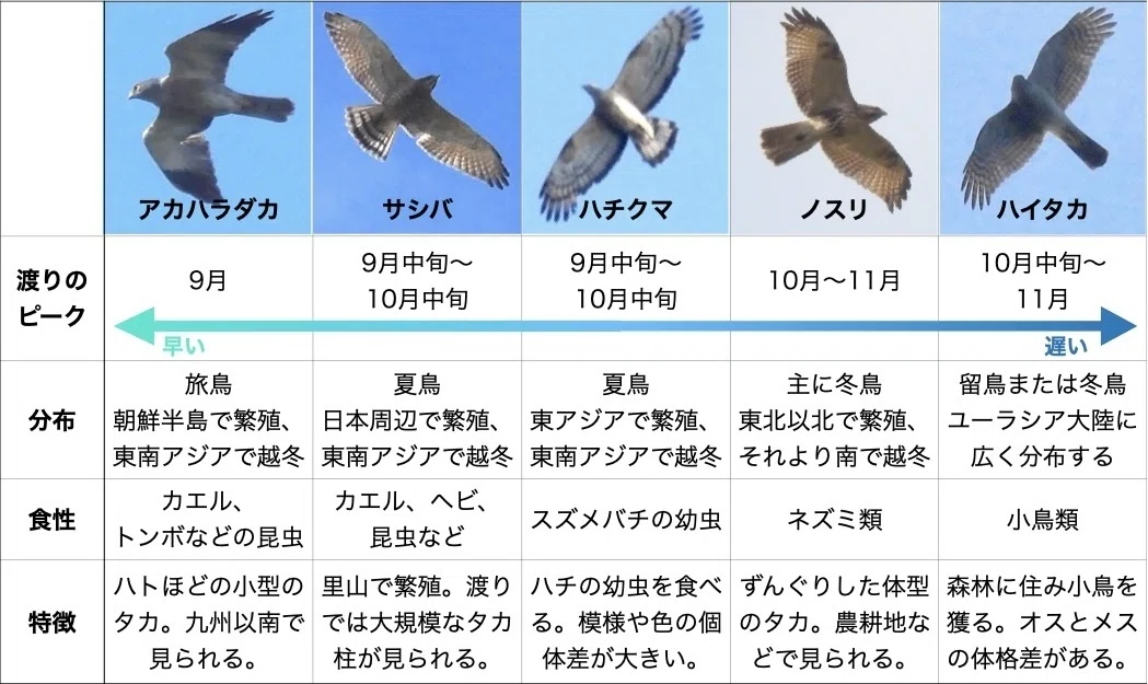 【第4回】上昇気流に乗って渡るタカ 渡り鳥解説〜タカ渡り編|鳥の学校