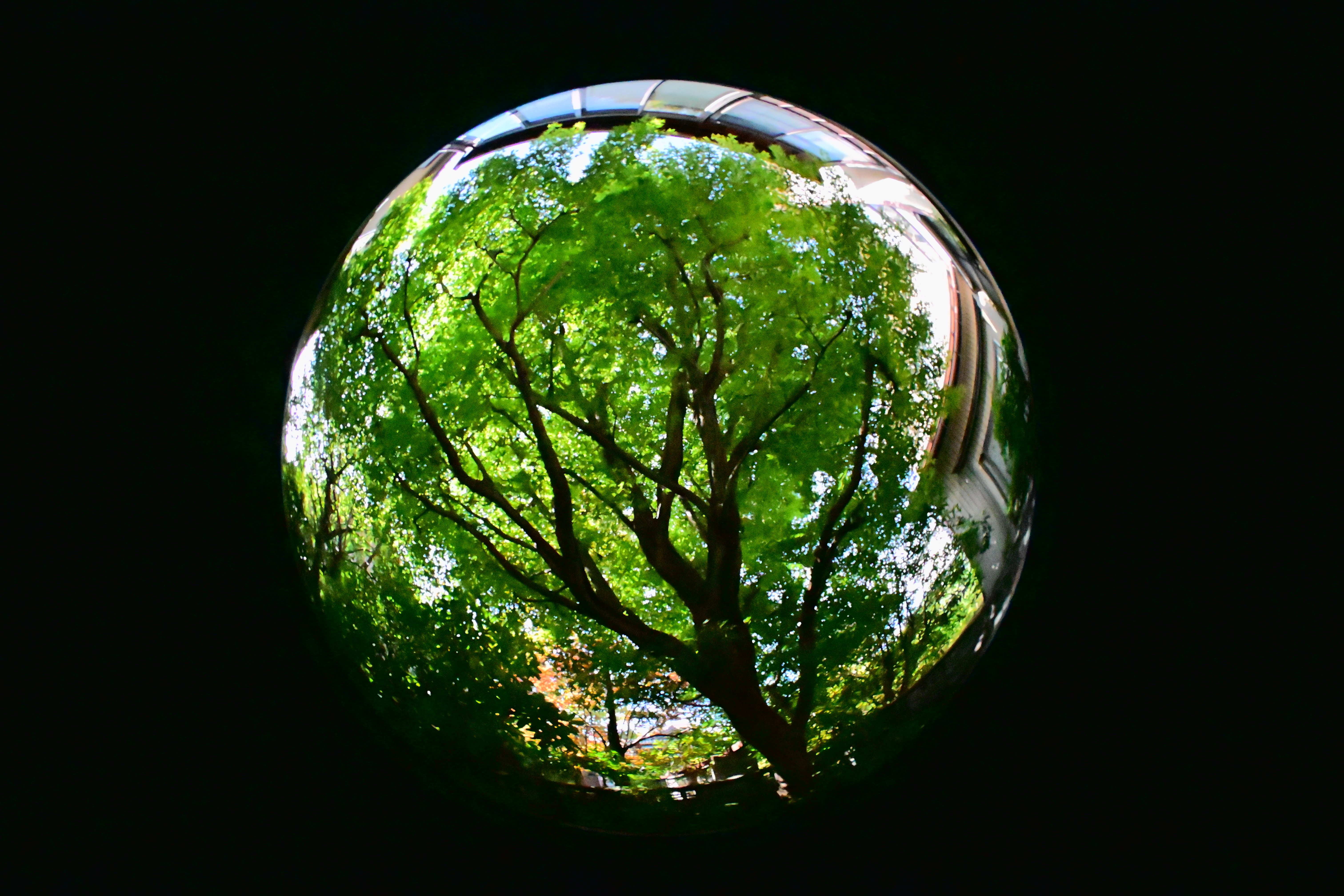 レンズ沼の歩き方」OP Fisheye-NIKKOR 10mm F5.6｜saphirinus