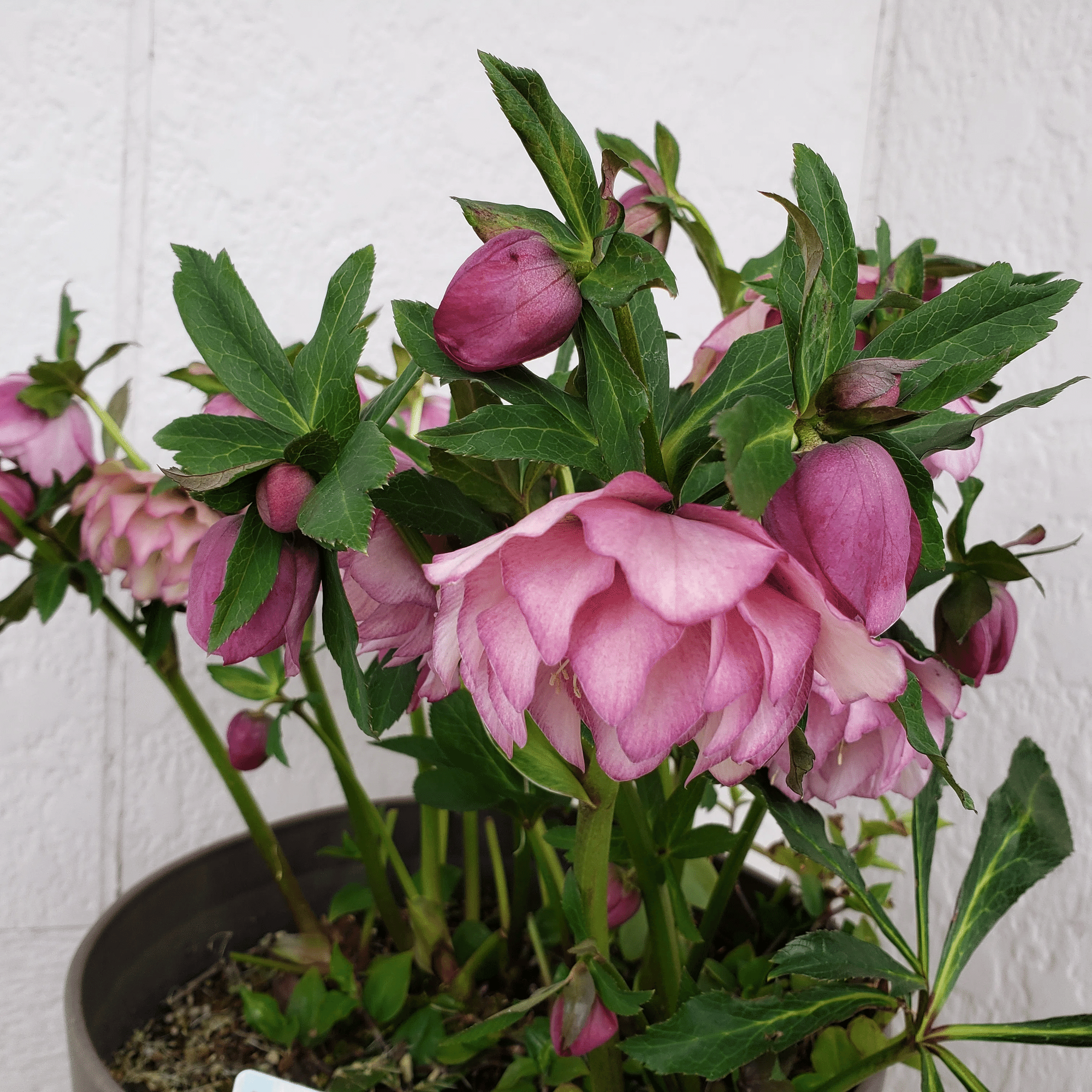 ミヨシの八重咲きクリスマスローズ 株分け奮闘記｜りっか@あれこれ園芸記録