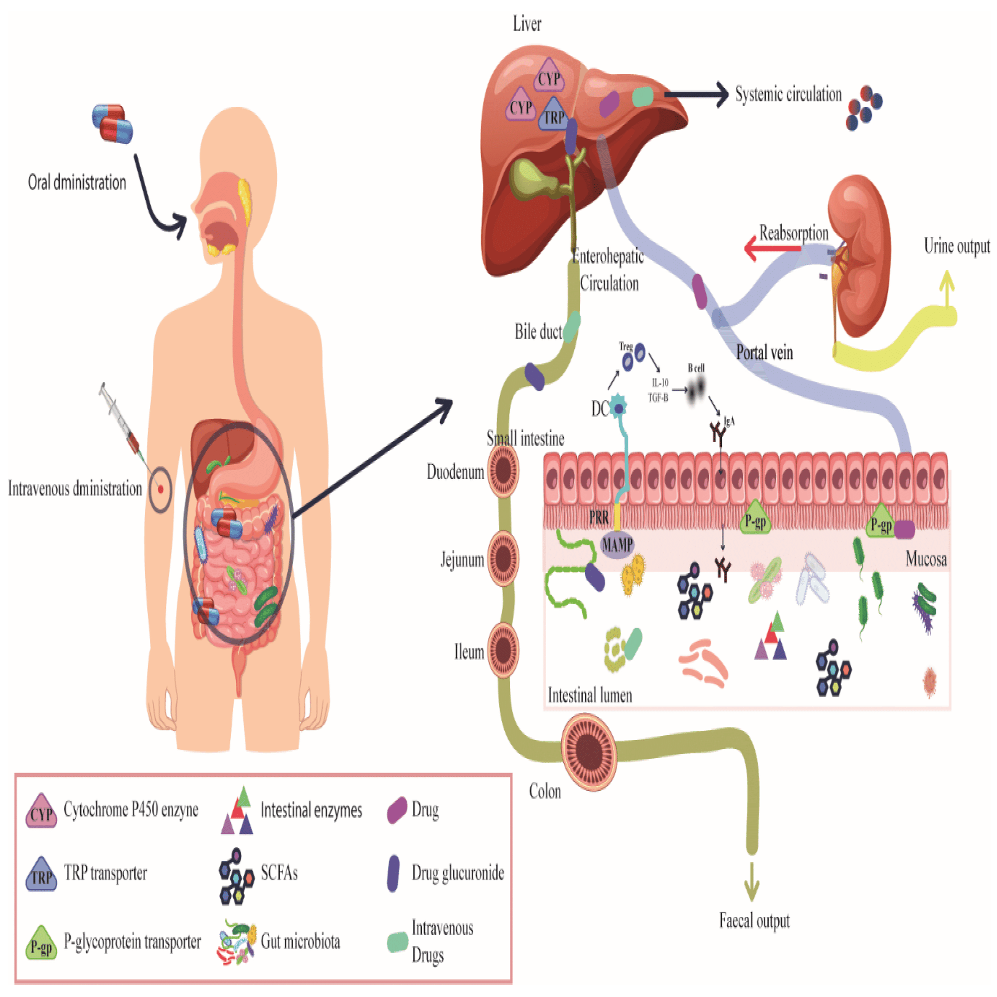 血液がん治療における腸内細菌叢の破壊： 分子学的知見と治療効果への示唆｜哉百名, image size:2000x1144