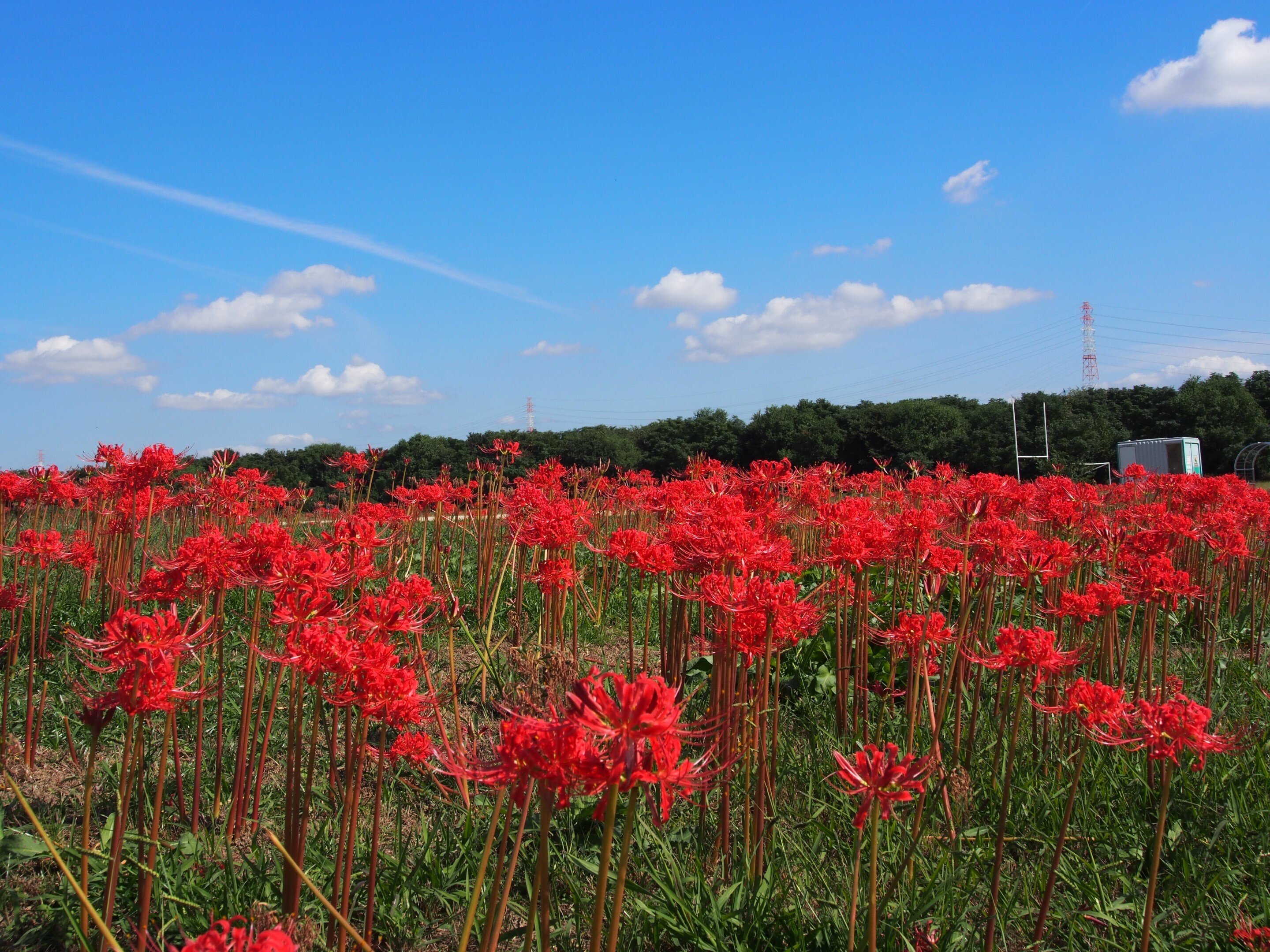 高槻市 淀川河川公園 大塚地区2024年10月17日【彼岸花】｜レタス