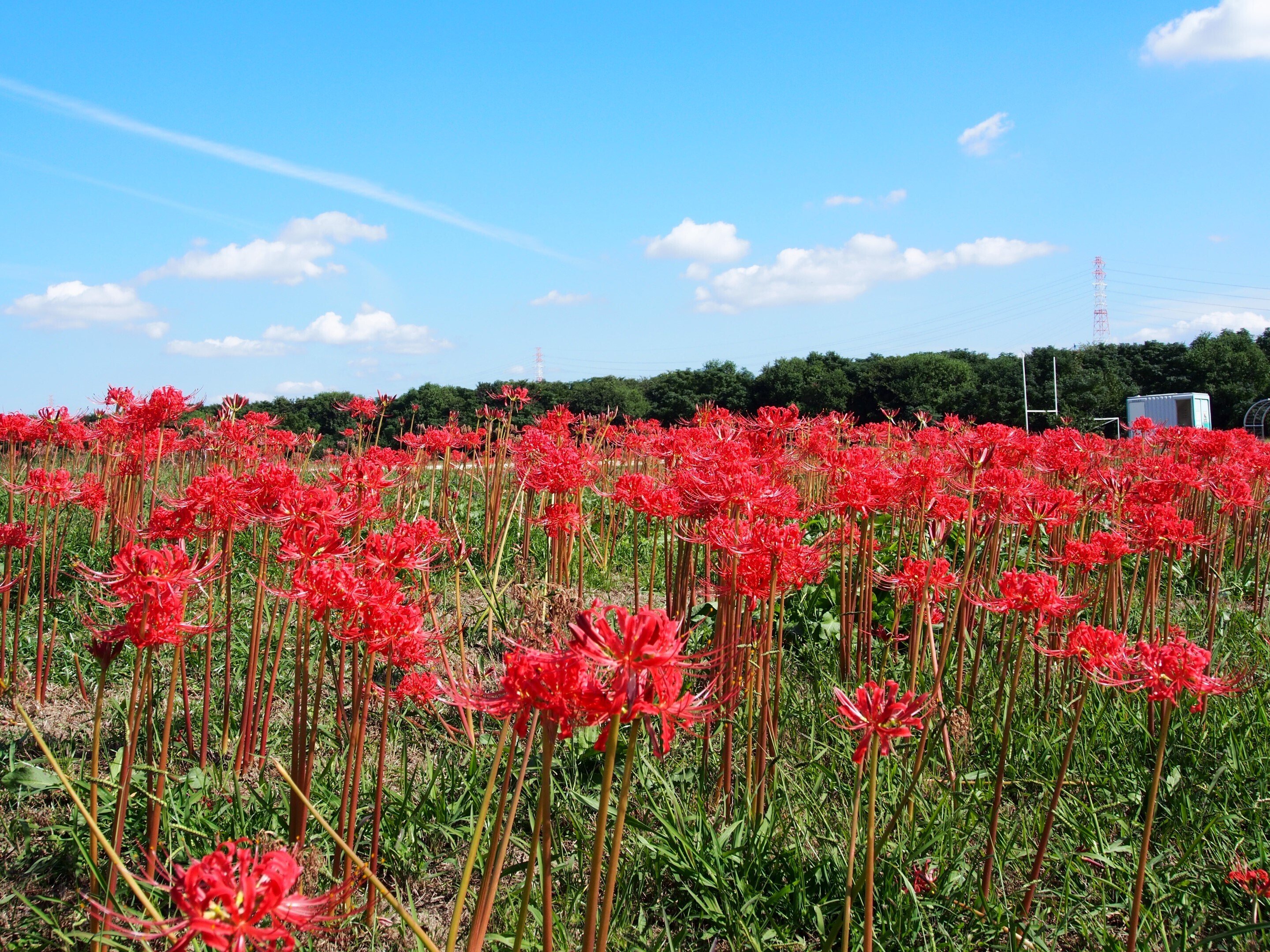 数量は多い  高槻市 淀川河川公園 大塚地区2024年10月17日【彼岸花】｜レタス 記念グッズ
