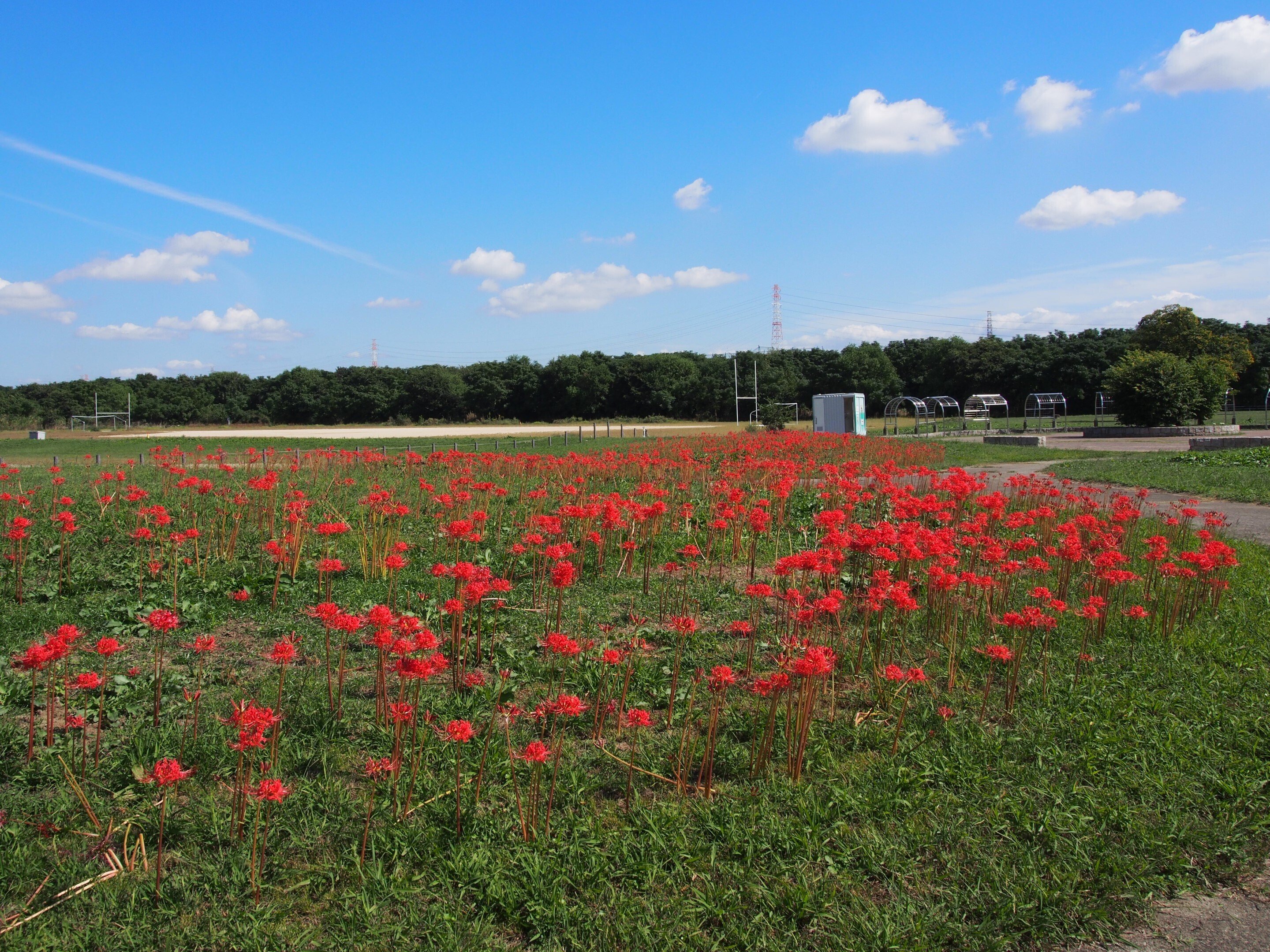 高槻市 淀川河川公園 大塚地区2024年10月17日【彼岸花】｜レタス