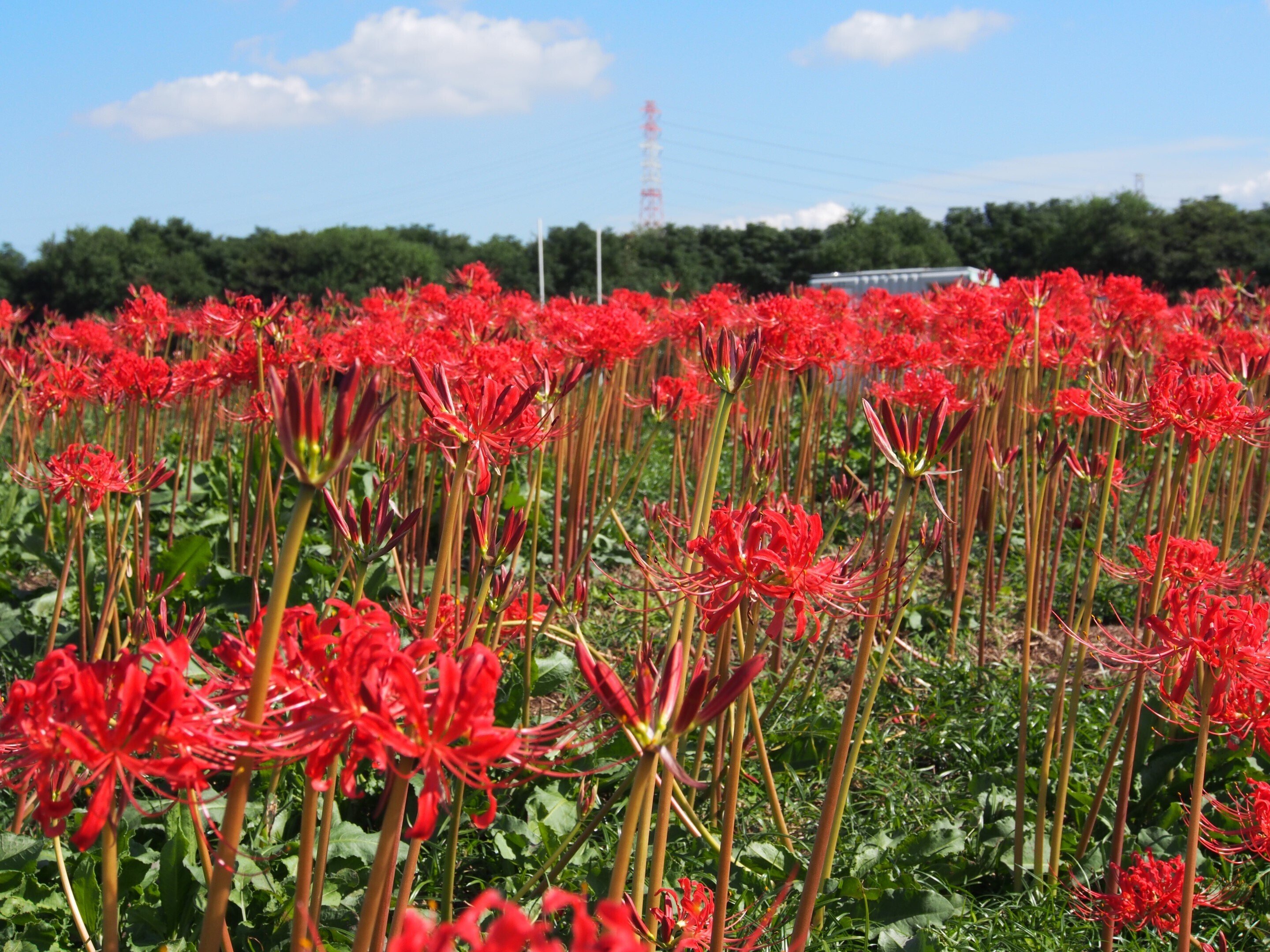 高槻市 淀川河川公園 大塚地区2024年10月17日【彼岸花】｜レタス