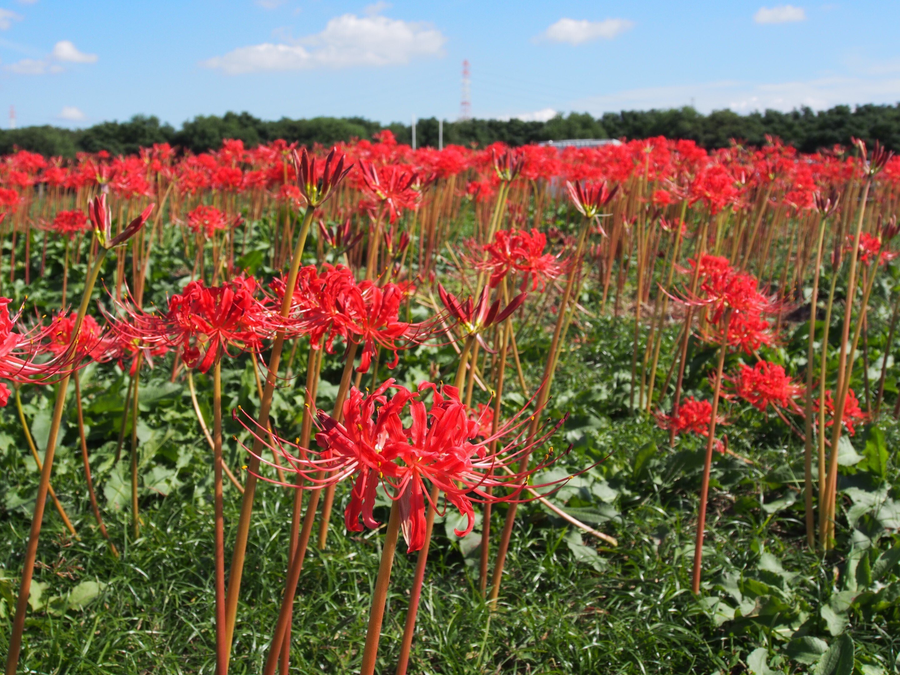 高槻市 淀川河川公園 大塚地区2024年10月17日【彼岸花】｜レタス