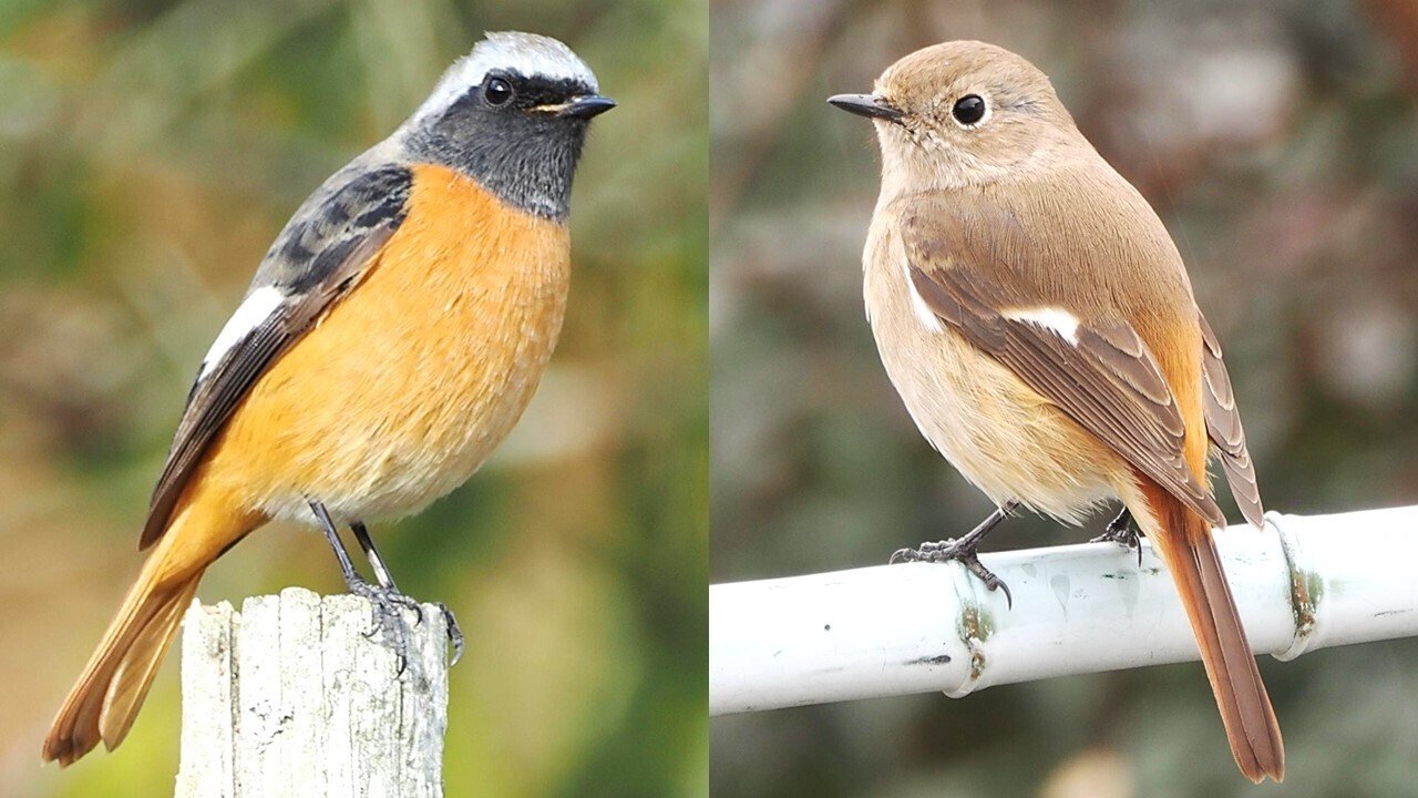 木彫バードカービング】ジョウビタキ