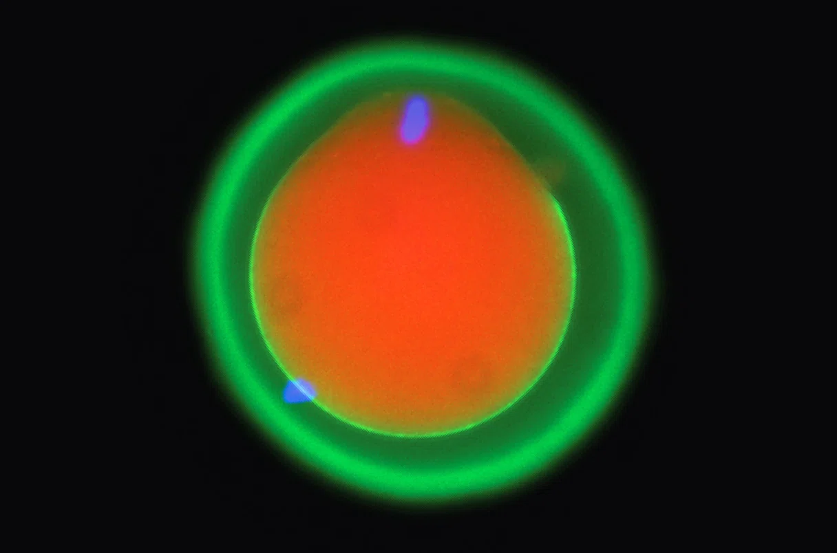 AIが解き明かす生命誕生の神秘: 受精プロセスにおける新たな発見