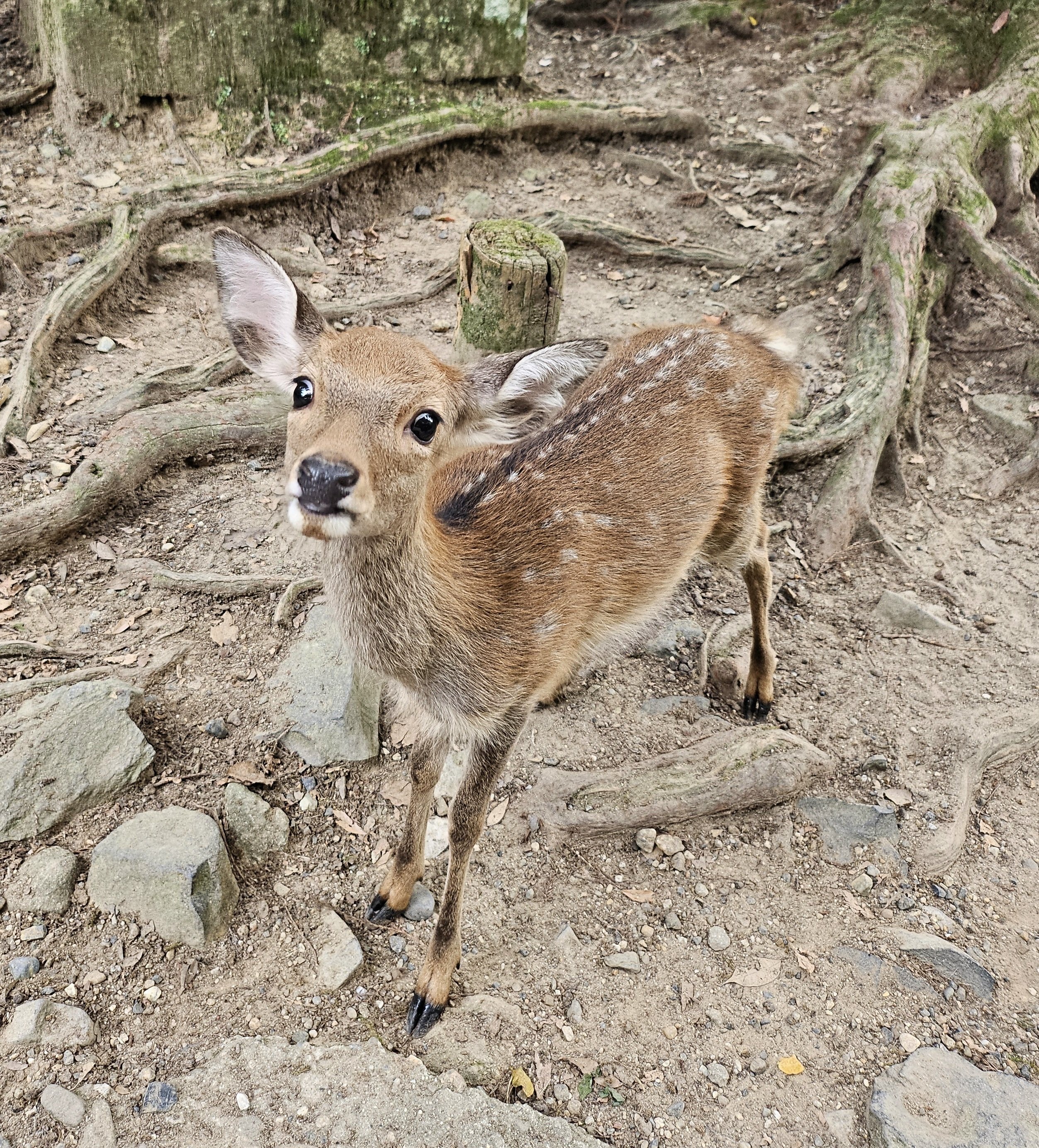 鹿のよしか様 奈良公園】 他の鹿のお尻を繰り返し頭で突き上げるようなことを