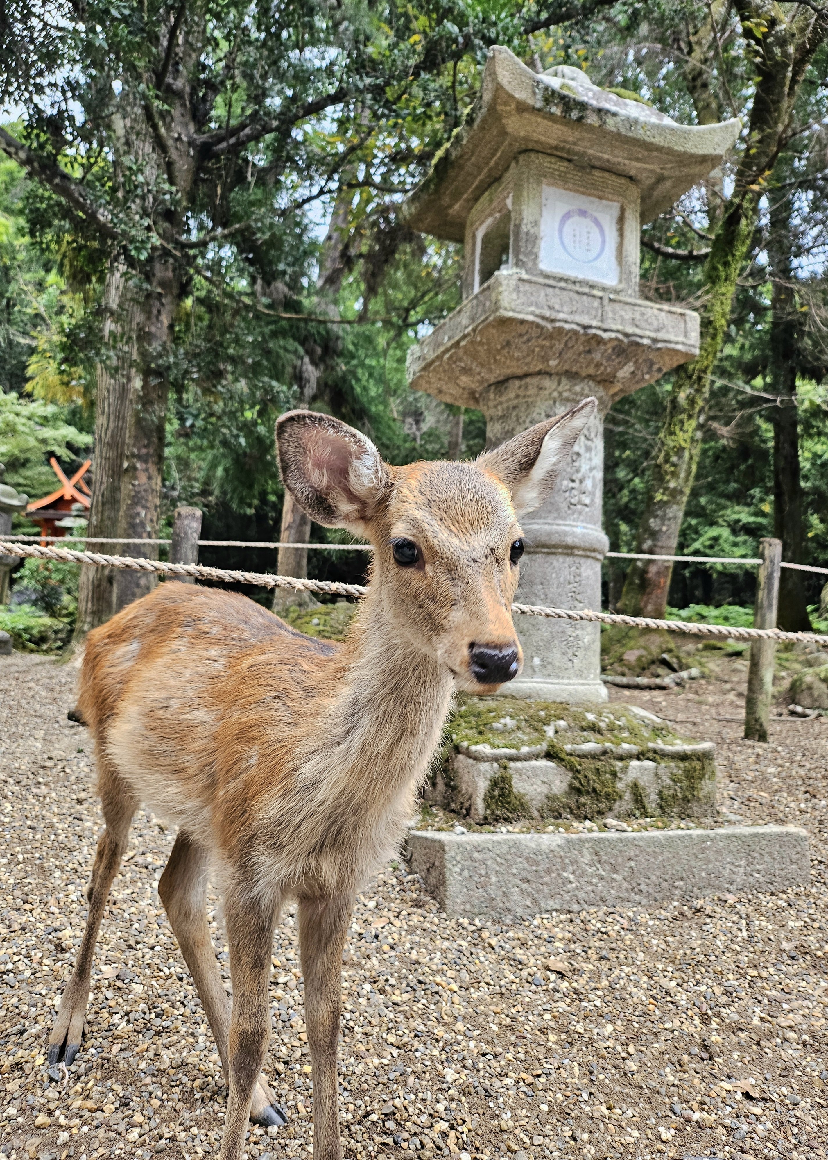 🦌🦌鹿🦌🦌｜みい