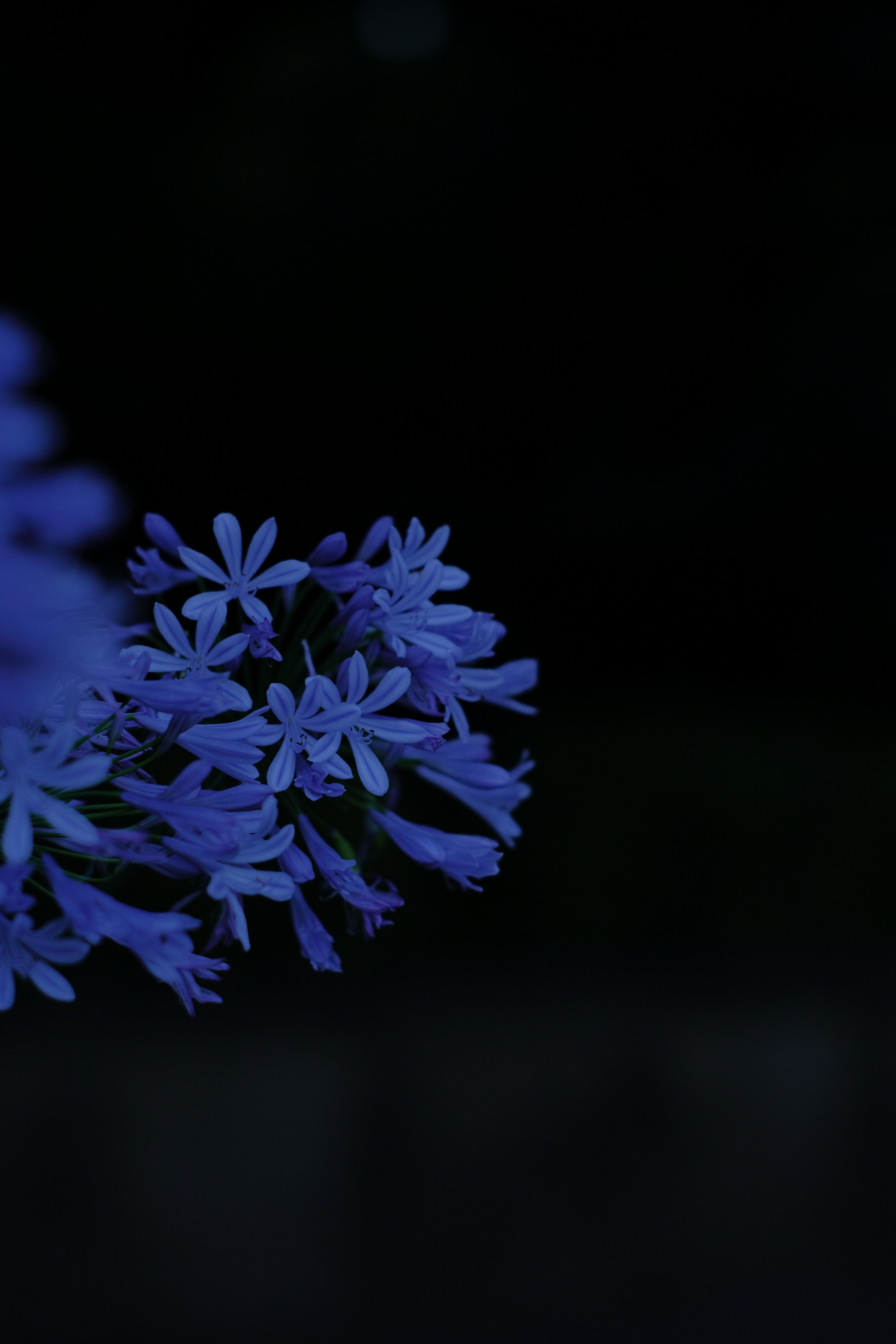SUMMILUX-R 80mm おまけ付き SUMMILUX-R 80mm おまけ付き
