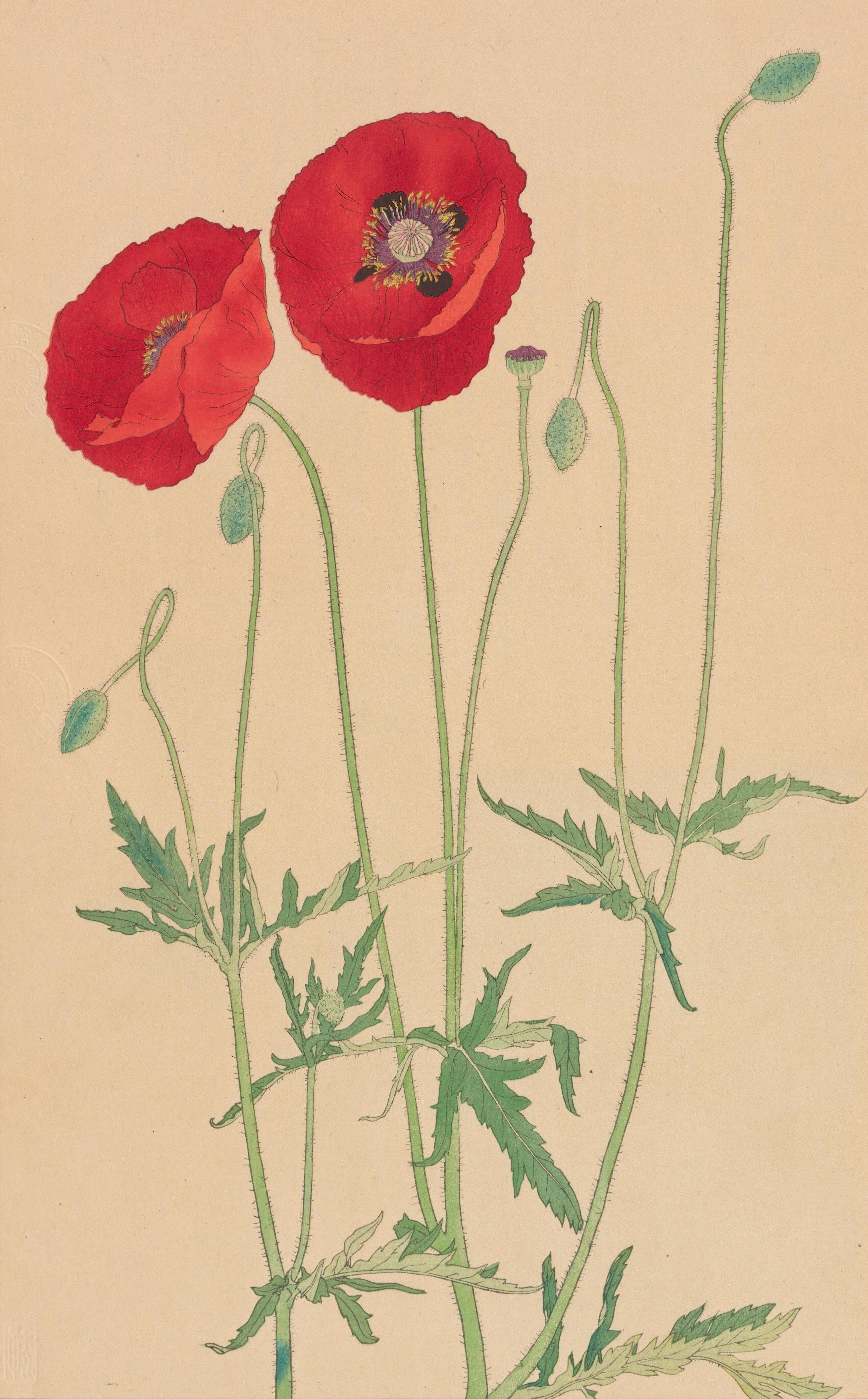 非水百花譜 第7輯｜日本花卉文化株式会社