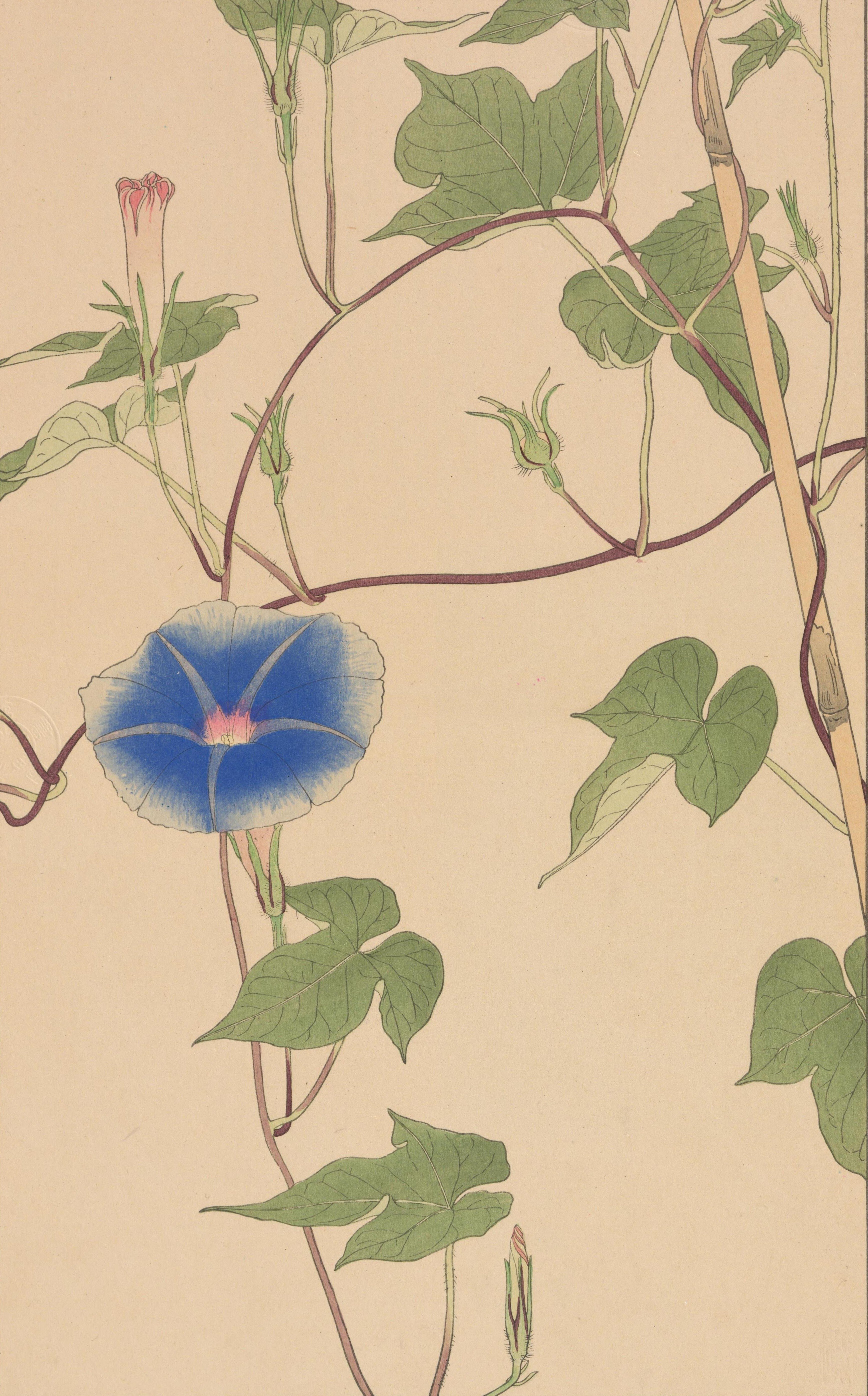 非水百花譜 第9輯｜日本花卉文化株式会社