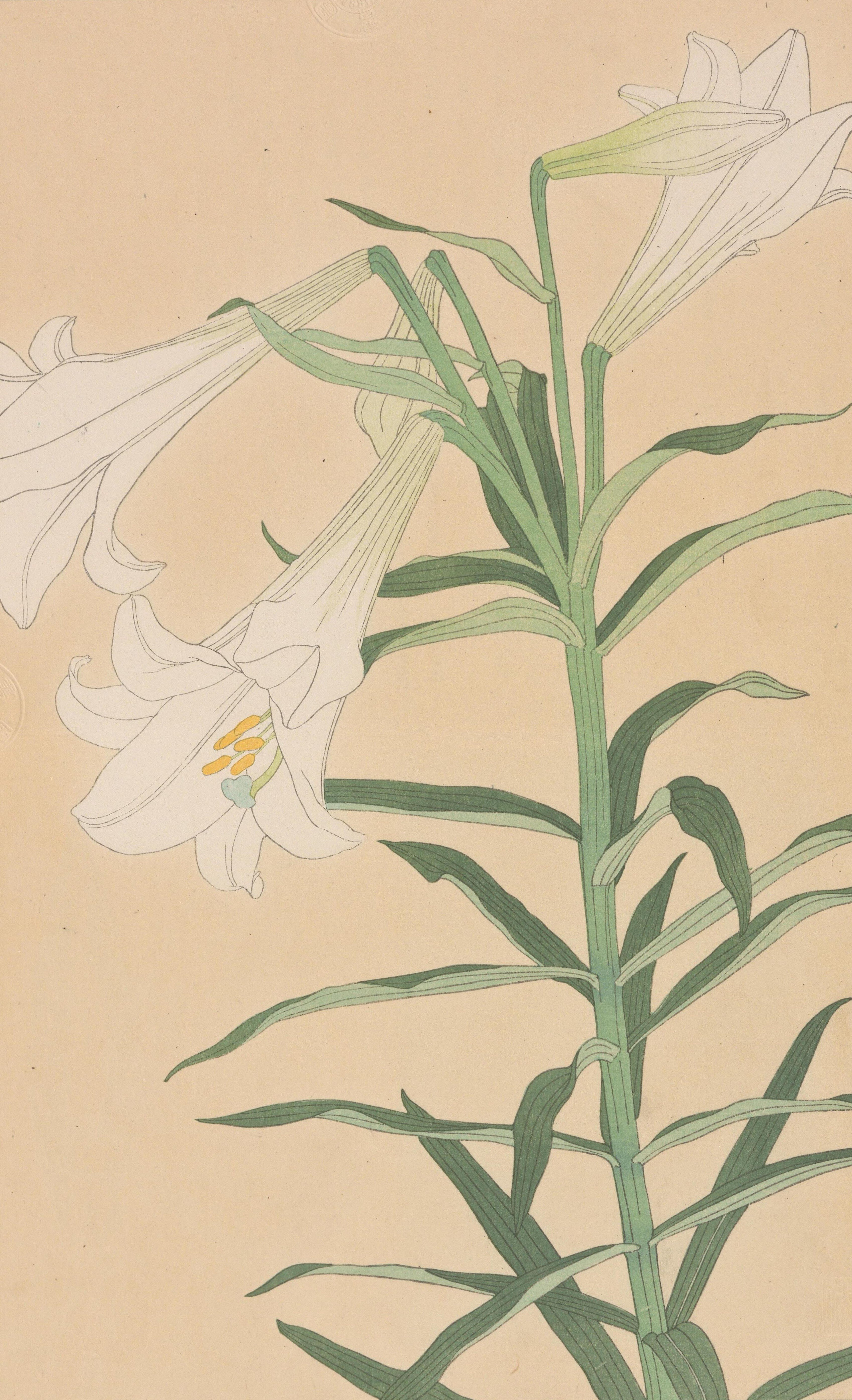 非水百花譜 第9輯｜日本花卉文化株式会社