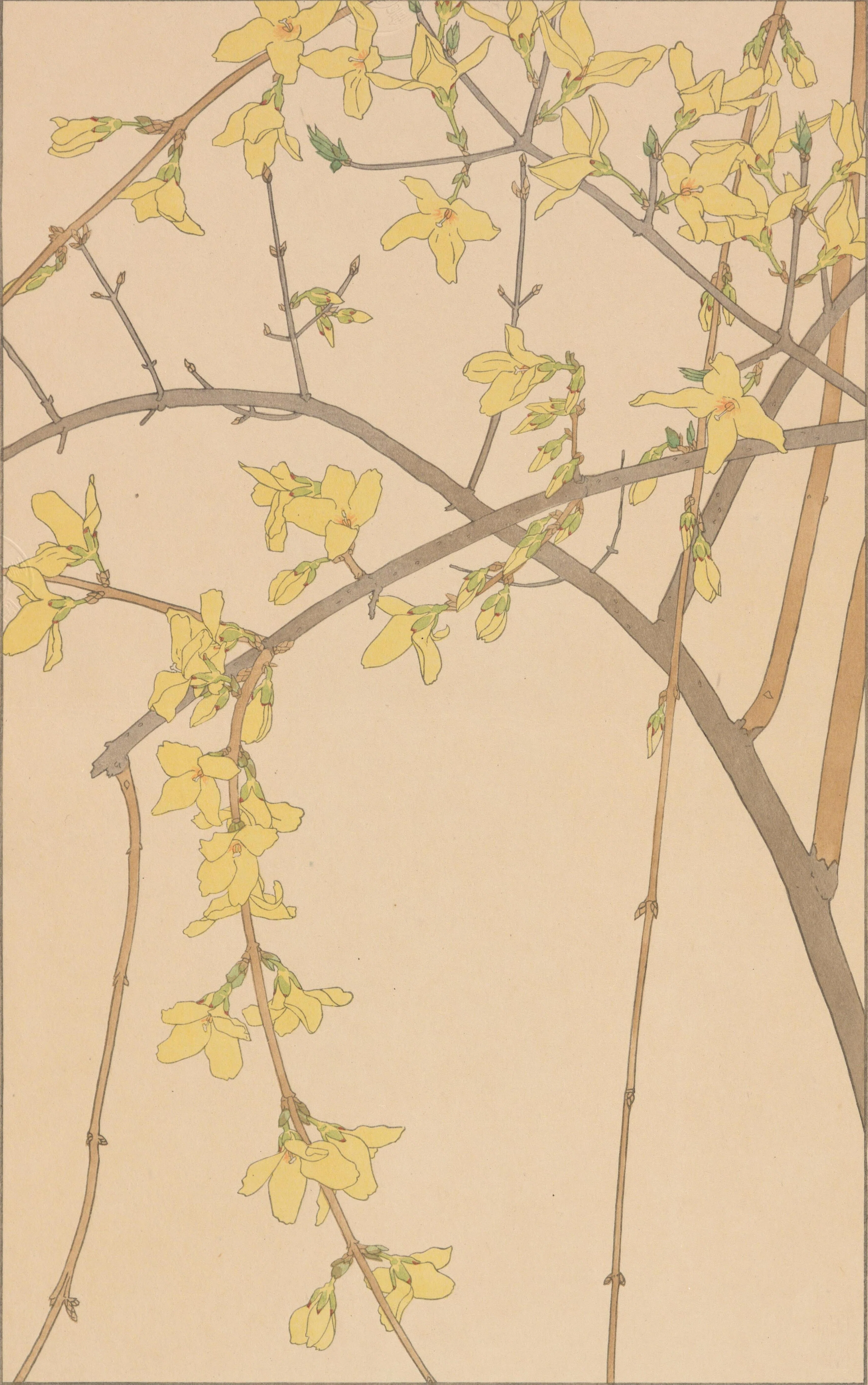 非水百花譜 第9輯｜日本花卉文化株式会社