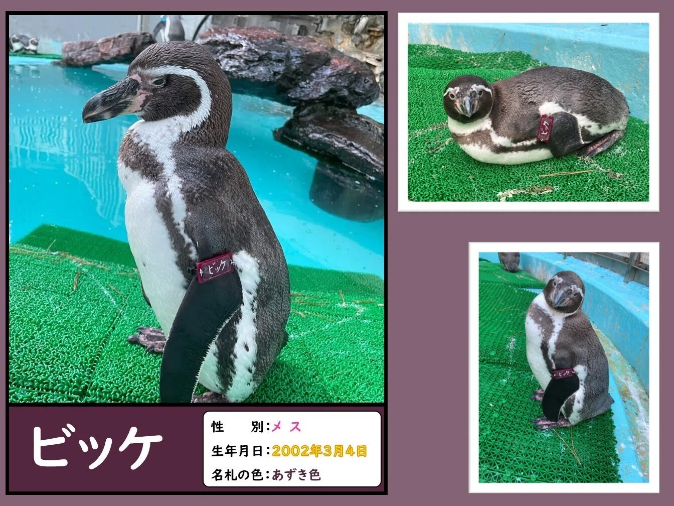ペンギンたちの誕生日と名前の由来、一挙公開！｜桂浜水族館 公式