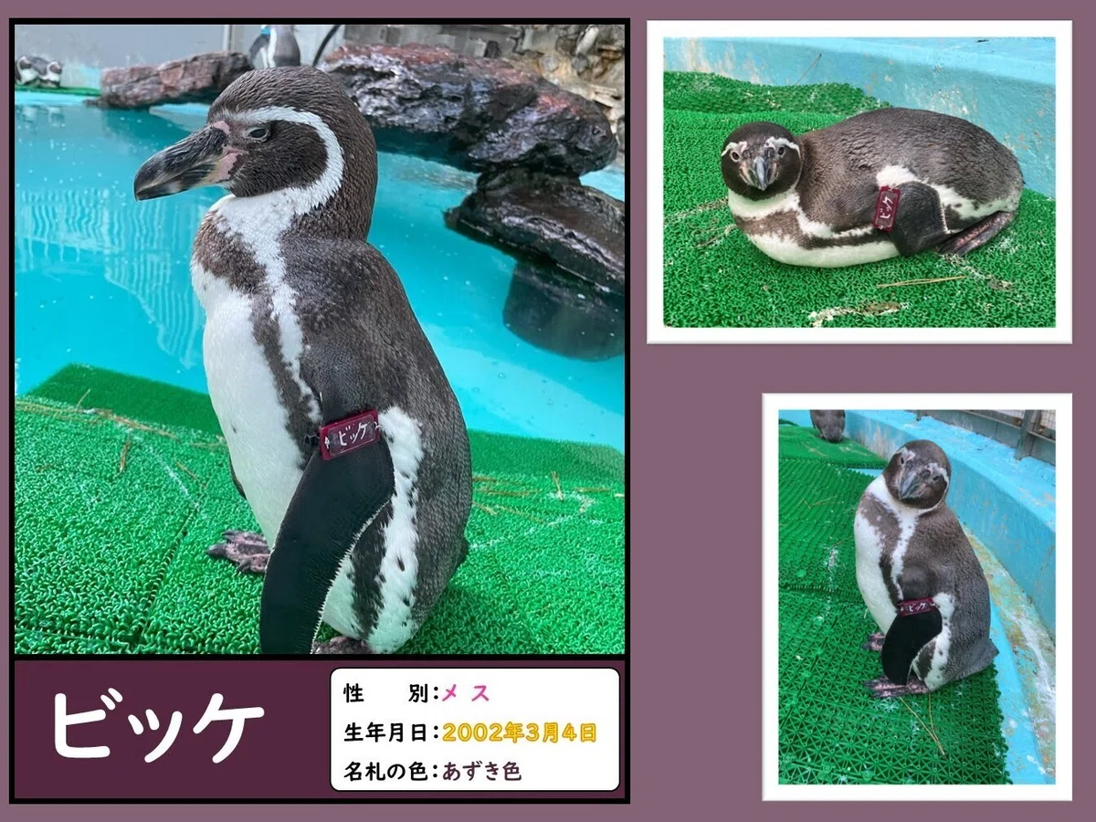 ペンギンたちの誕生日と名前の由来、一挙公開！｜桂浜水族館 公式