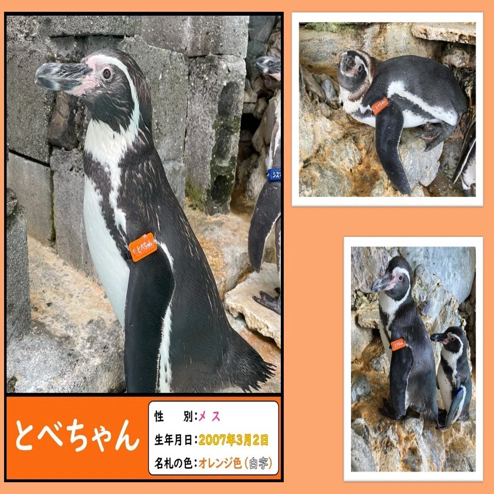 ペンギンたちの誕生日と名前の由来、一挙公開！｜桂浜水族館 公式