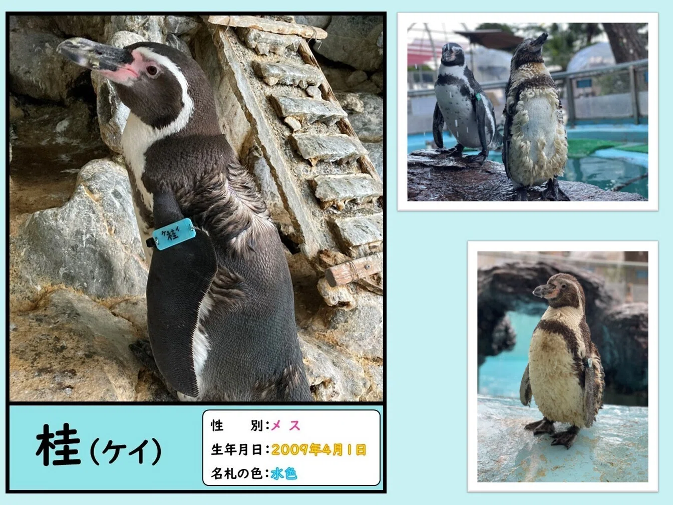 ペンギンたちの誕生日と名前の由来、一挙公開！｜桂浜水族館 公式