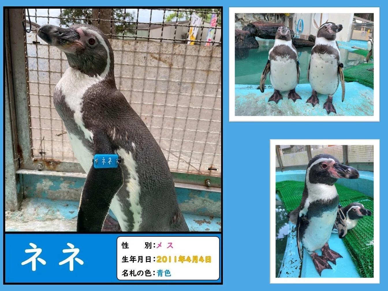 ペンギン ペンギンたちの誕生日と名前の由来、一挙公開！｜桂浜水族館 公式