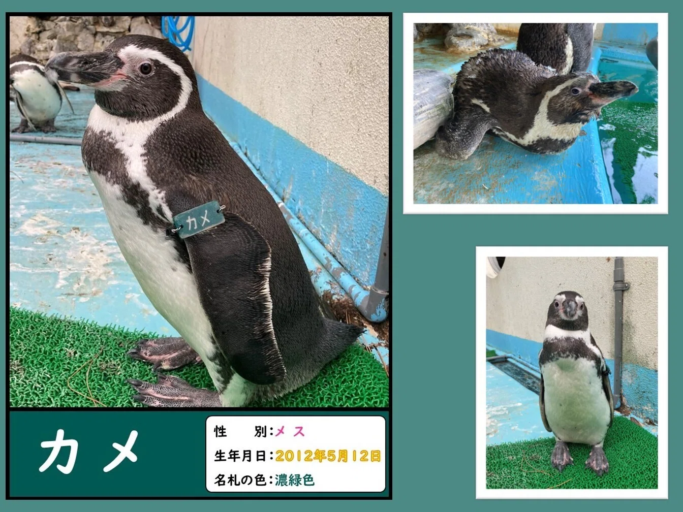 ペンギンたちの誕生日と名前の由来、一挙公開！｜桂浜水族館 公式