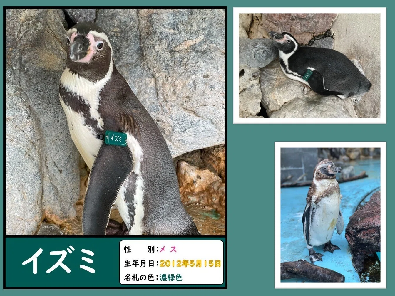ペンギンたちの誕生日と名前の由来、一挙公開！｜桂浜水族館 公式