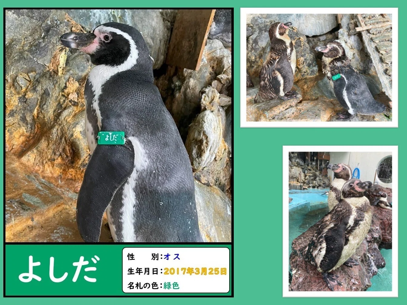 ペンギンたちの誕生日と名前の由来、一挙公開！｜桂浜水族館 公式