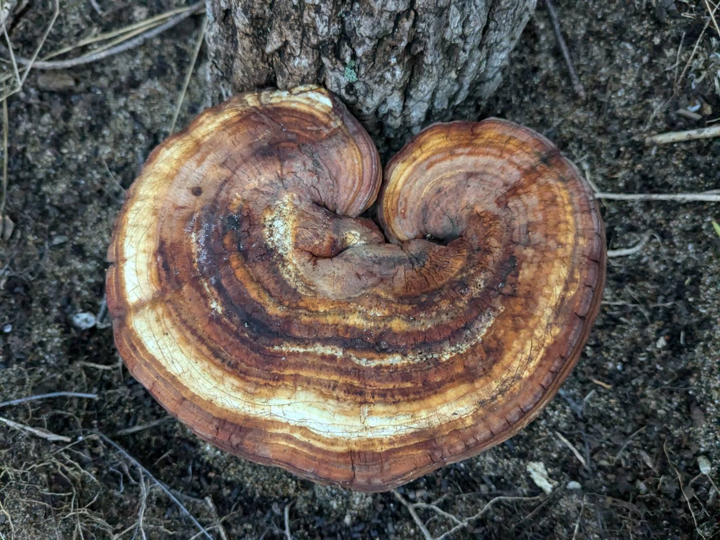 マンネンタケ 不老長寿の秘薬！？中国で2000年前から大人気なきのこ｜ぜん