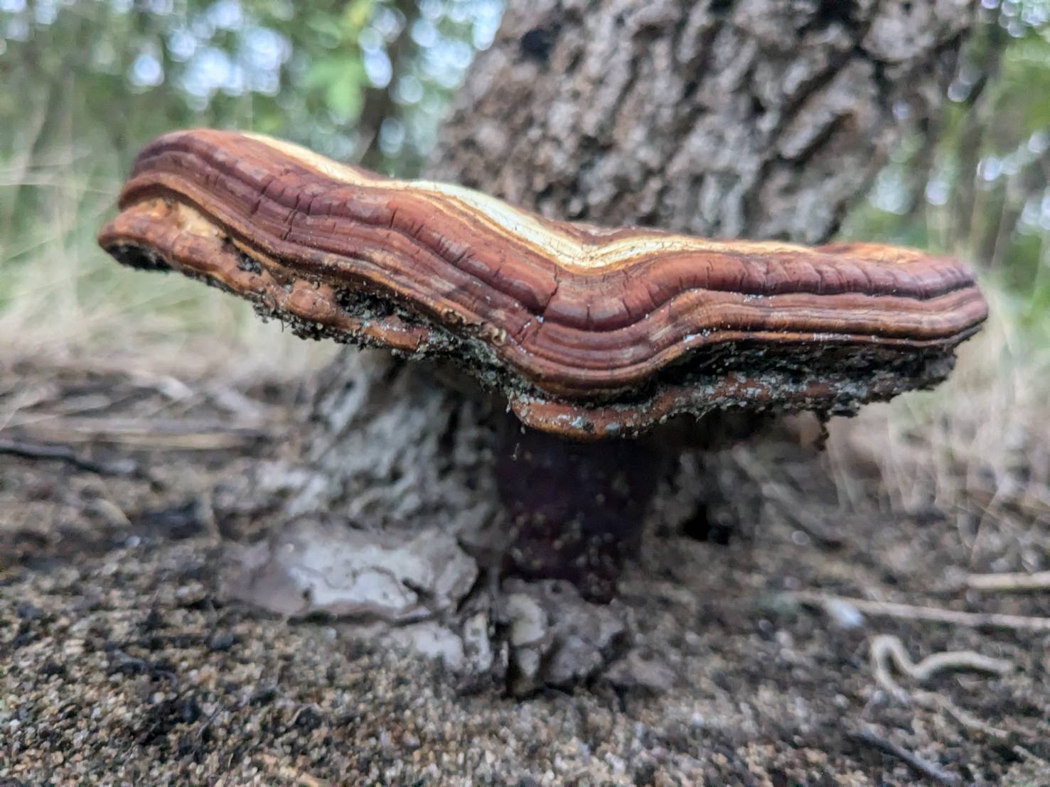 マンネンタケ 不老長寿の秘薬！？中国で2000年前から大人気なきのこ｜ぜん