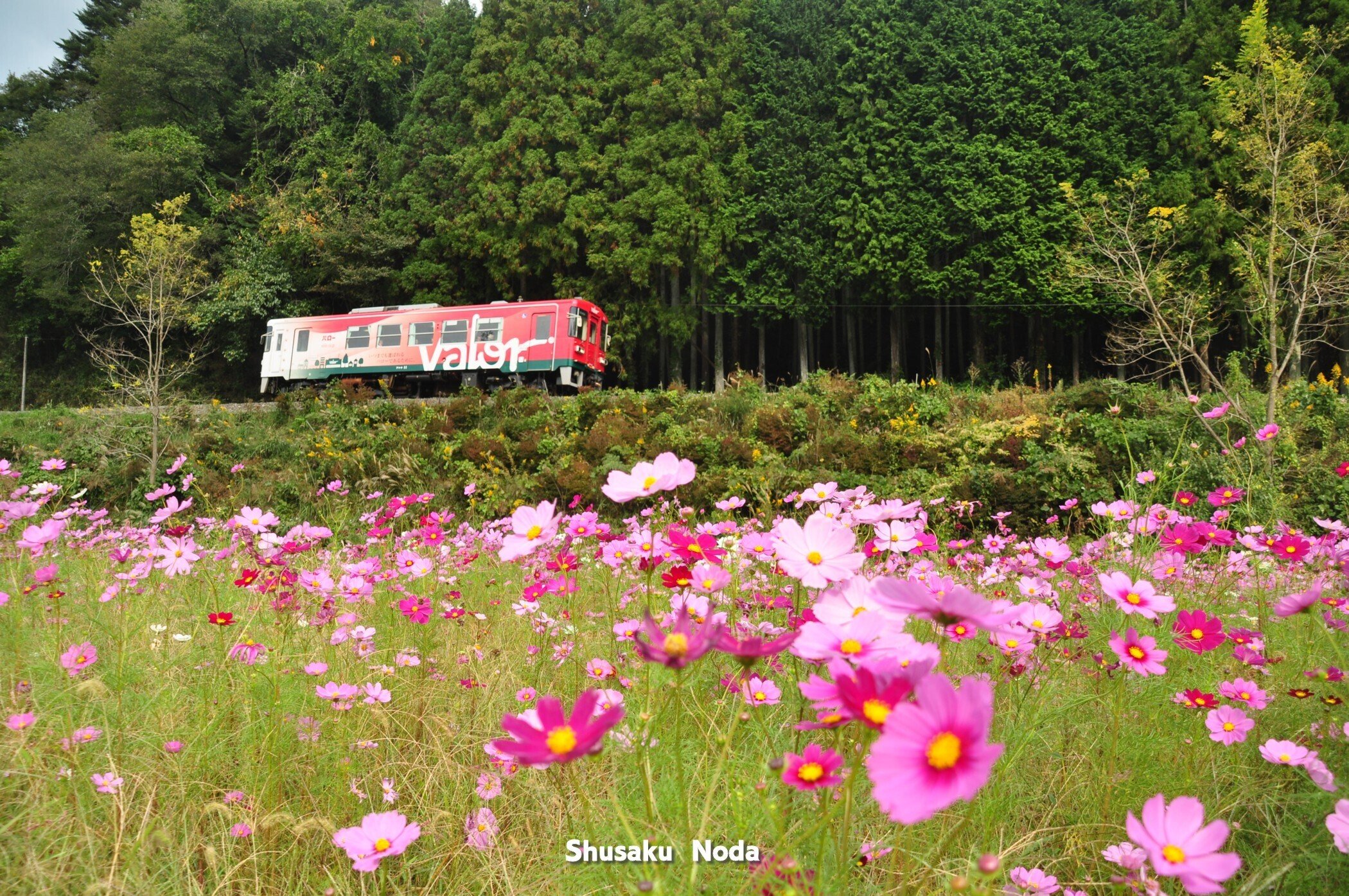 コスモスの咲く鉄道風景｜野田周作