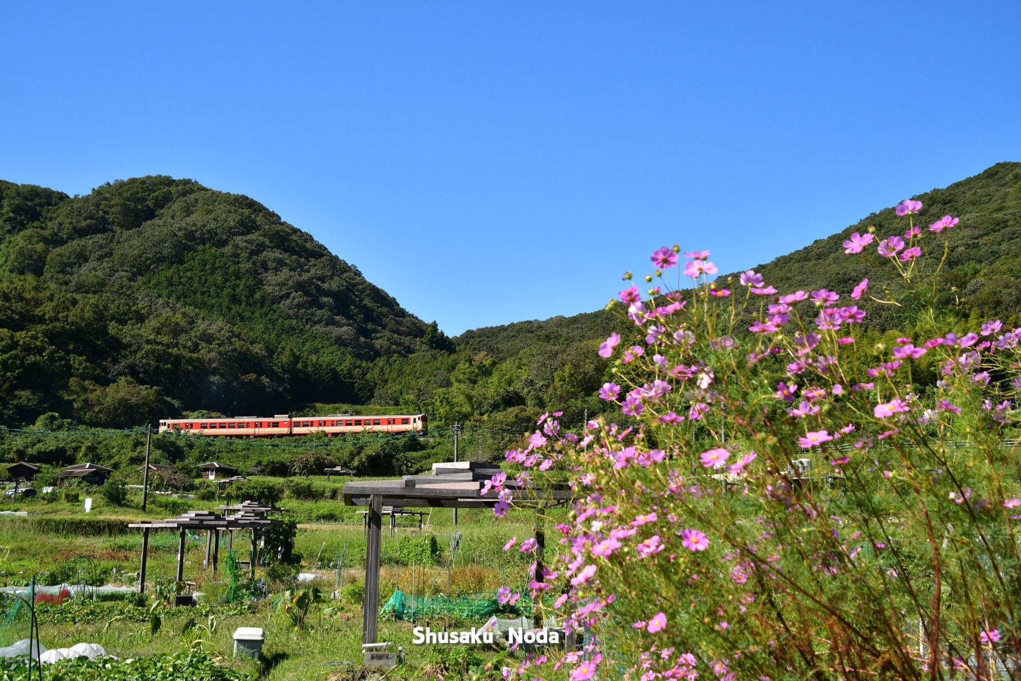 コスモスの咲く鉄道風景｜野田周作