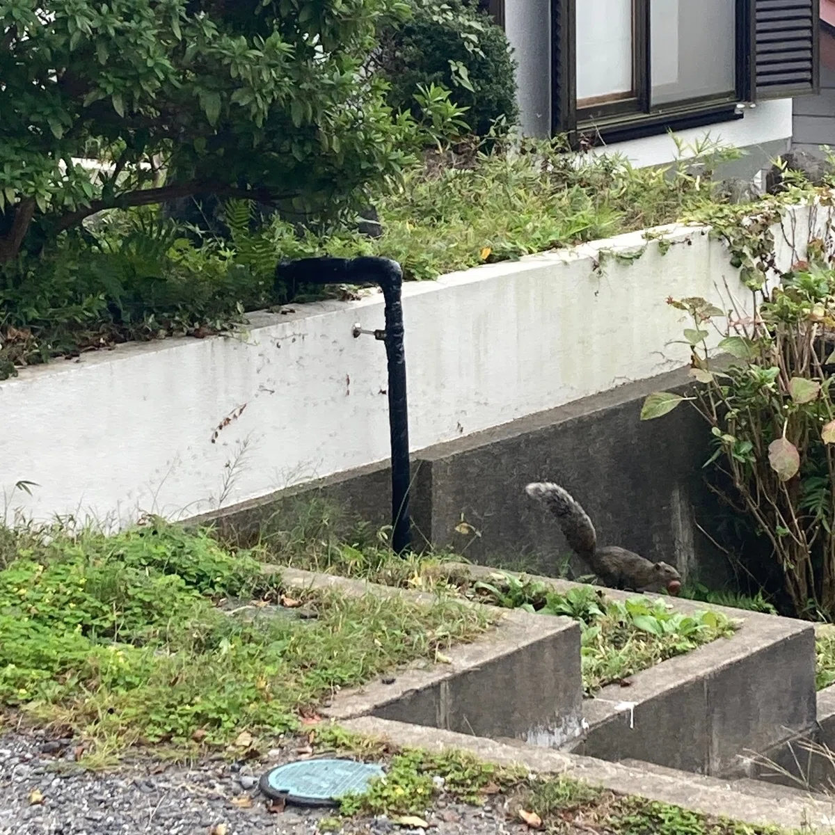 葛原岡神社への道中にリスを発見