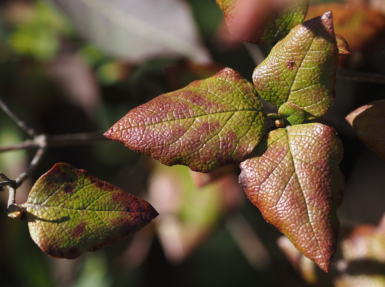 45．ミツバツツジの紅葉 ｜sasayan