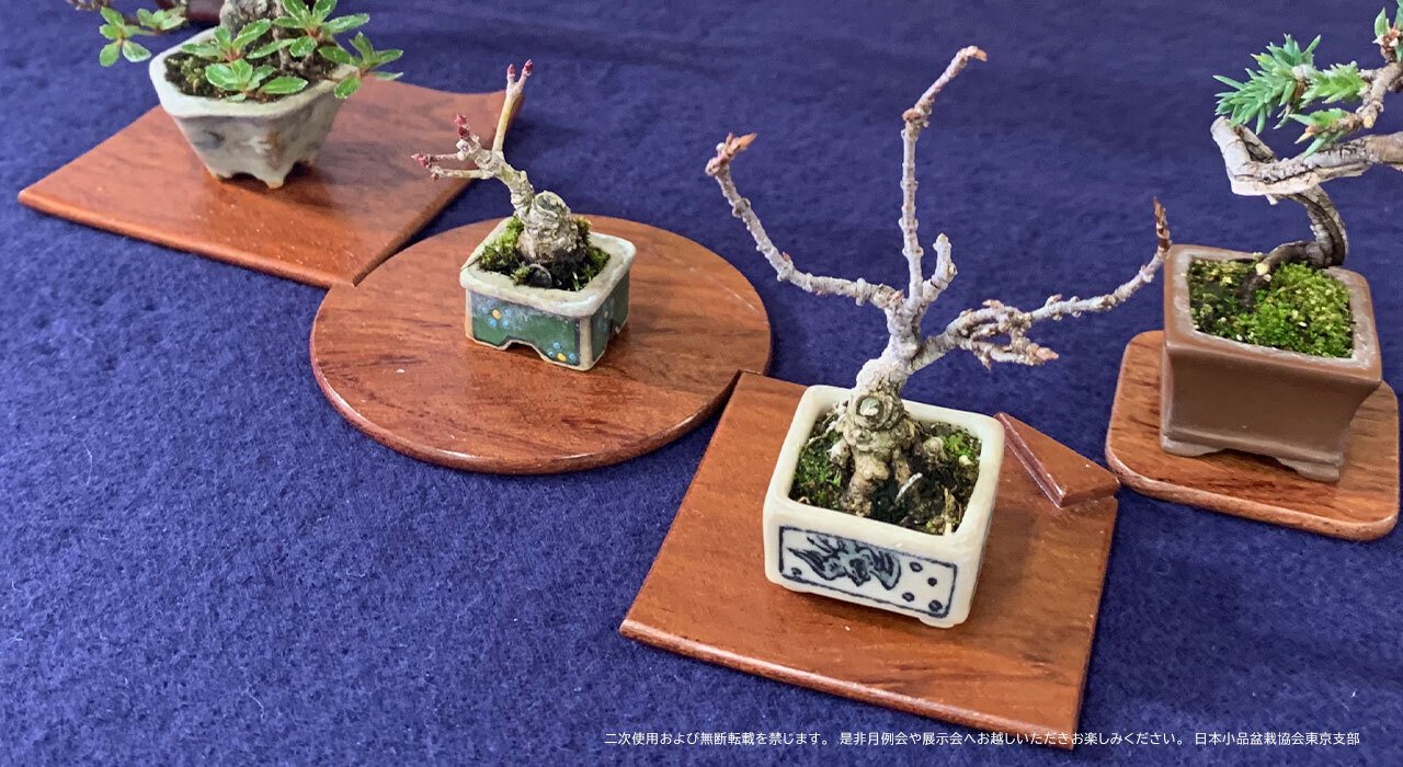 美豊　日本小品盆栽名品展出品記念ミニ盆栽鉢青竹絵付け他貫入白長方ミニ鉢白鉢セット 美豊 日本小品盆栽名品展出品記念ミニ盆栽鉢青竹絵付け他貫入白