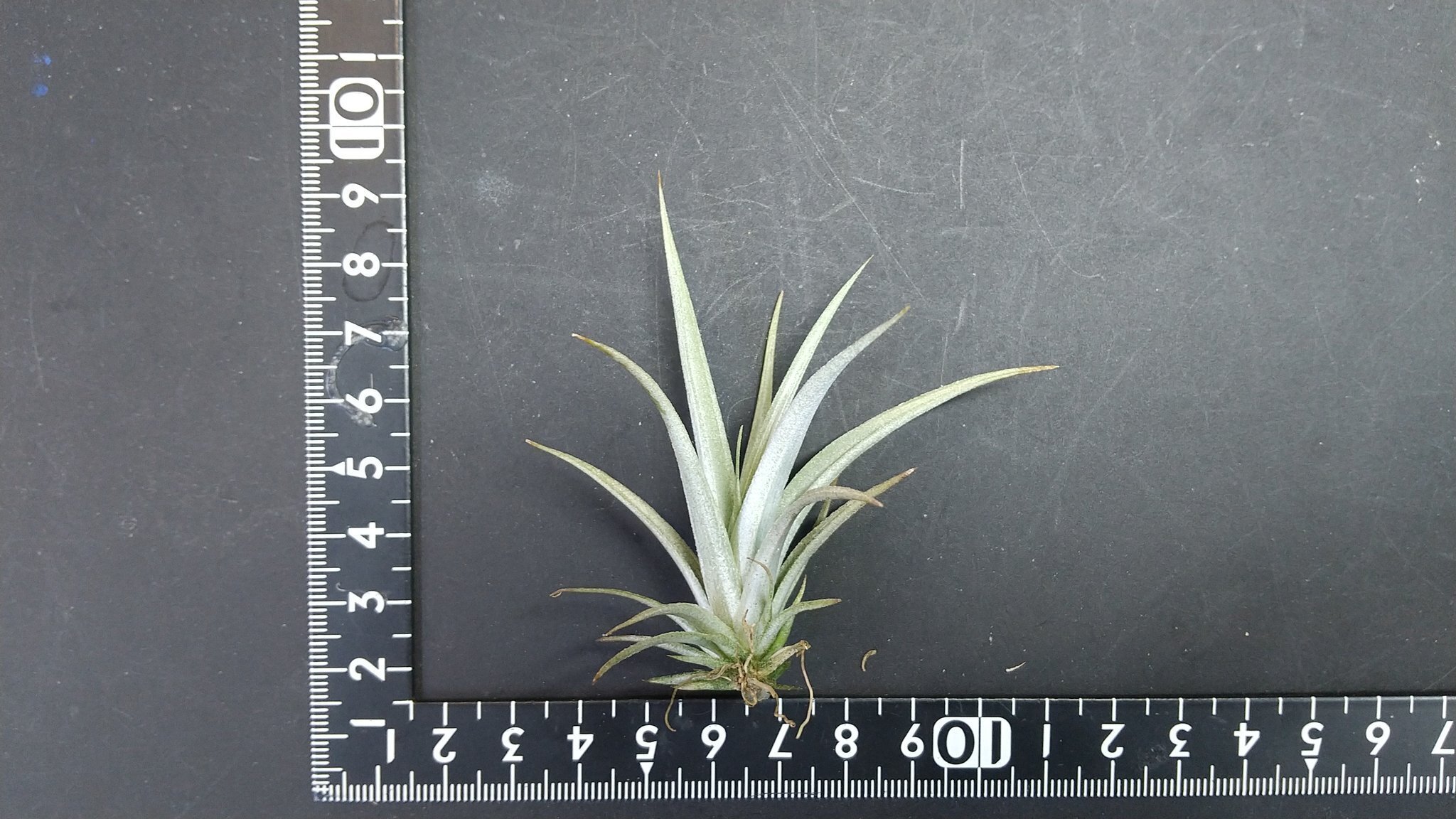 チランジア入荷リスト10/15｜NatureGarden🌿神田