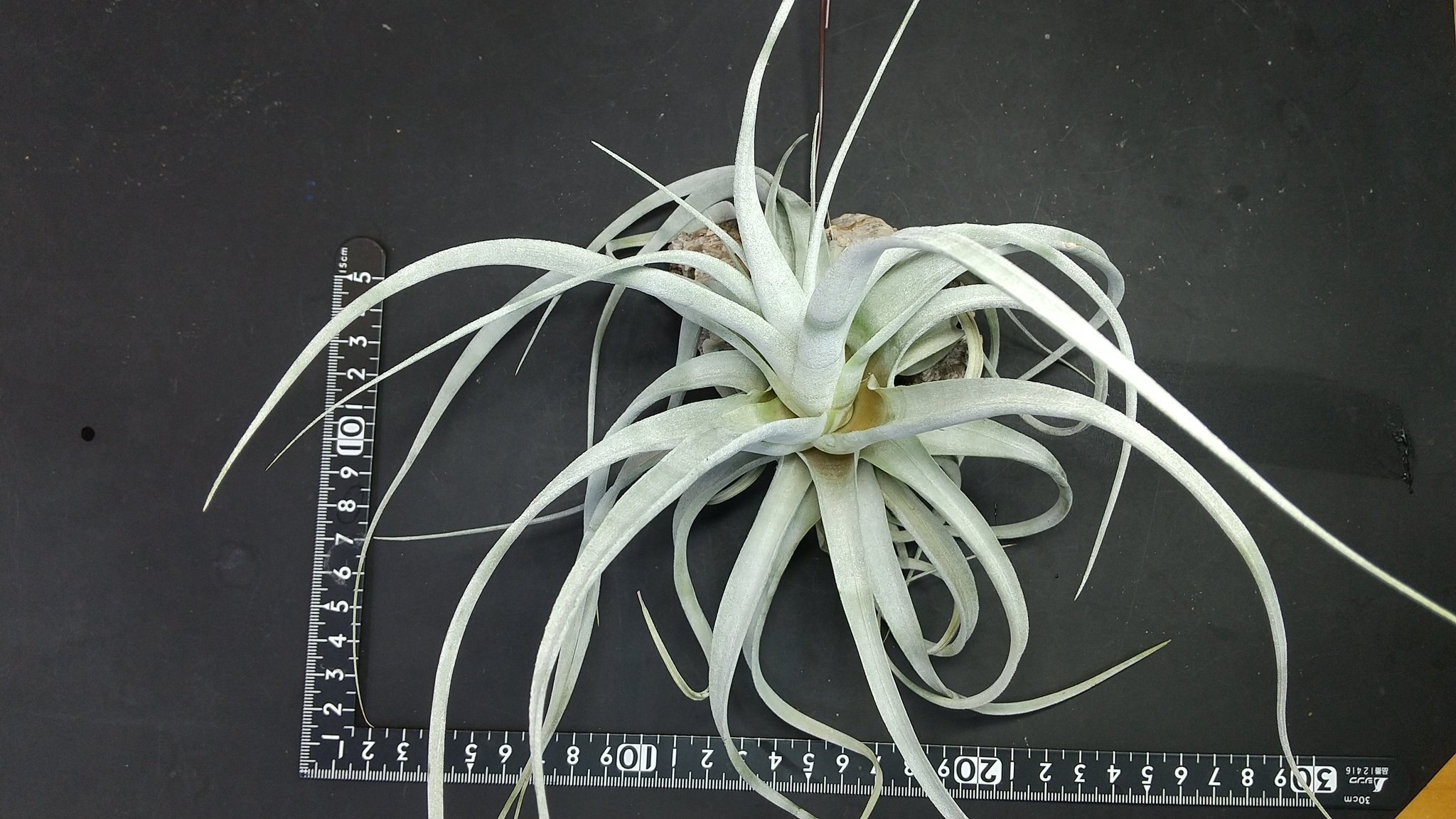 チランジア入荷リスト10/15｜NatureGarden🌿神田