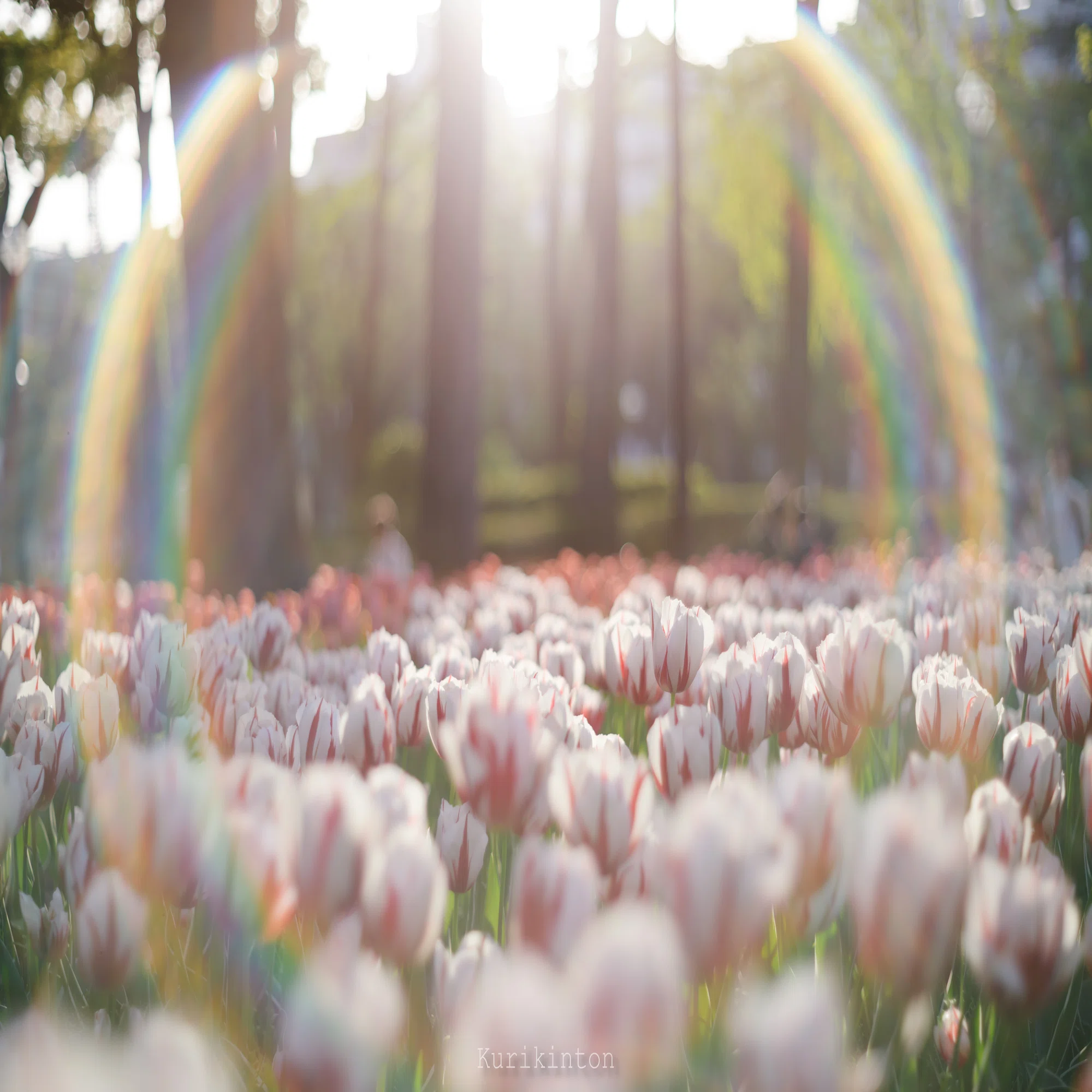 ?虹のフレア祭り?：Super-Takumar 55mm f1.8｜栗きんとん