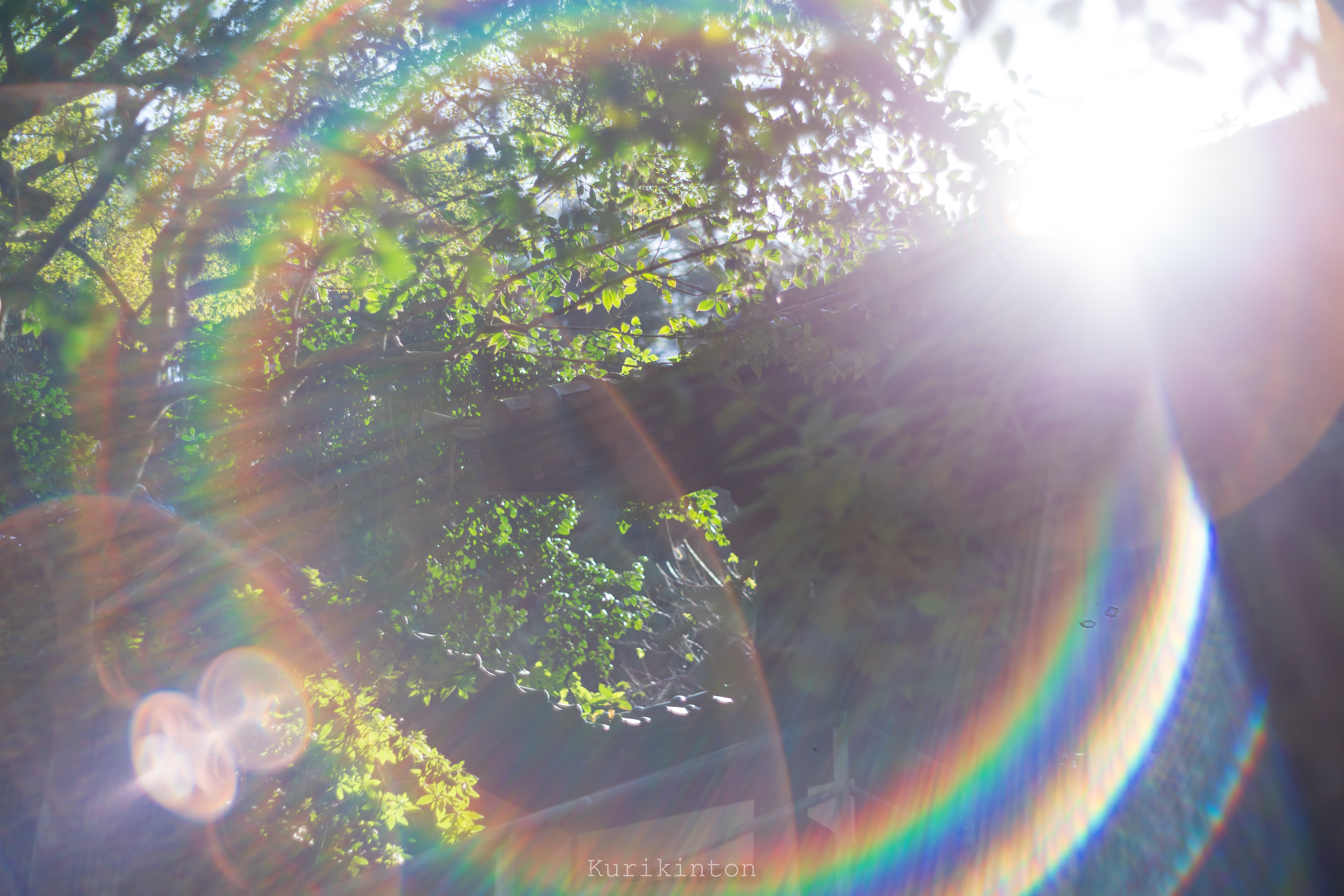 🌈虹のフレア祭り🌈:Super-Takumar 55mm f1.8|栗きんとん 🌈虹のフレア祭り🌈:Super-Takumar 55mm f1.8|栗きんとん