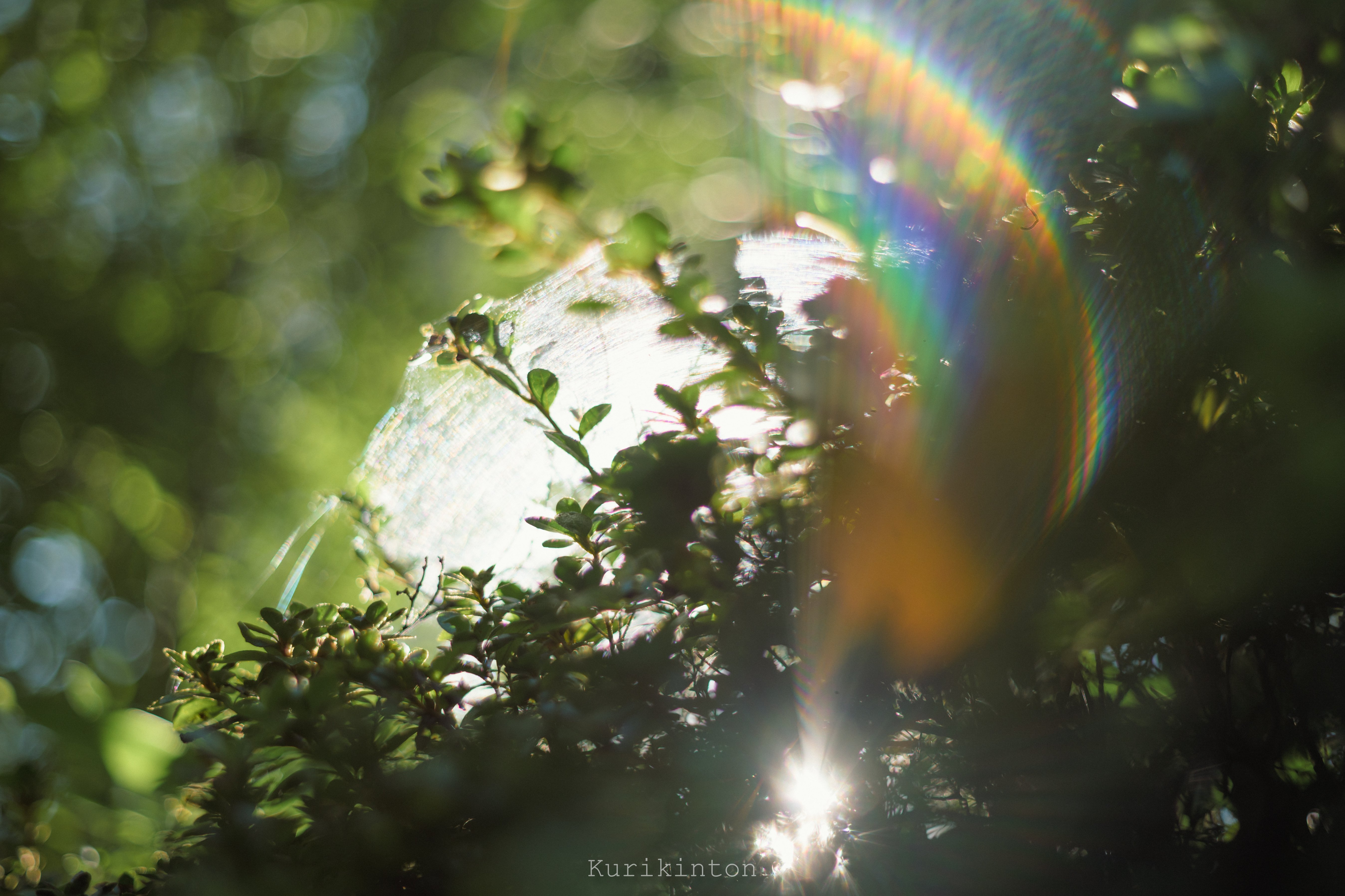 🌈虹のフレア祭り🌈：Super-Takumar 55mm f1.8｜栗きんとん