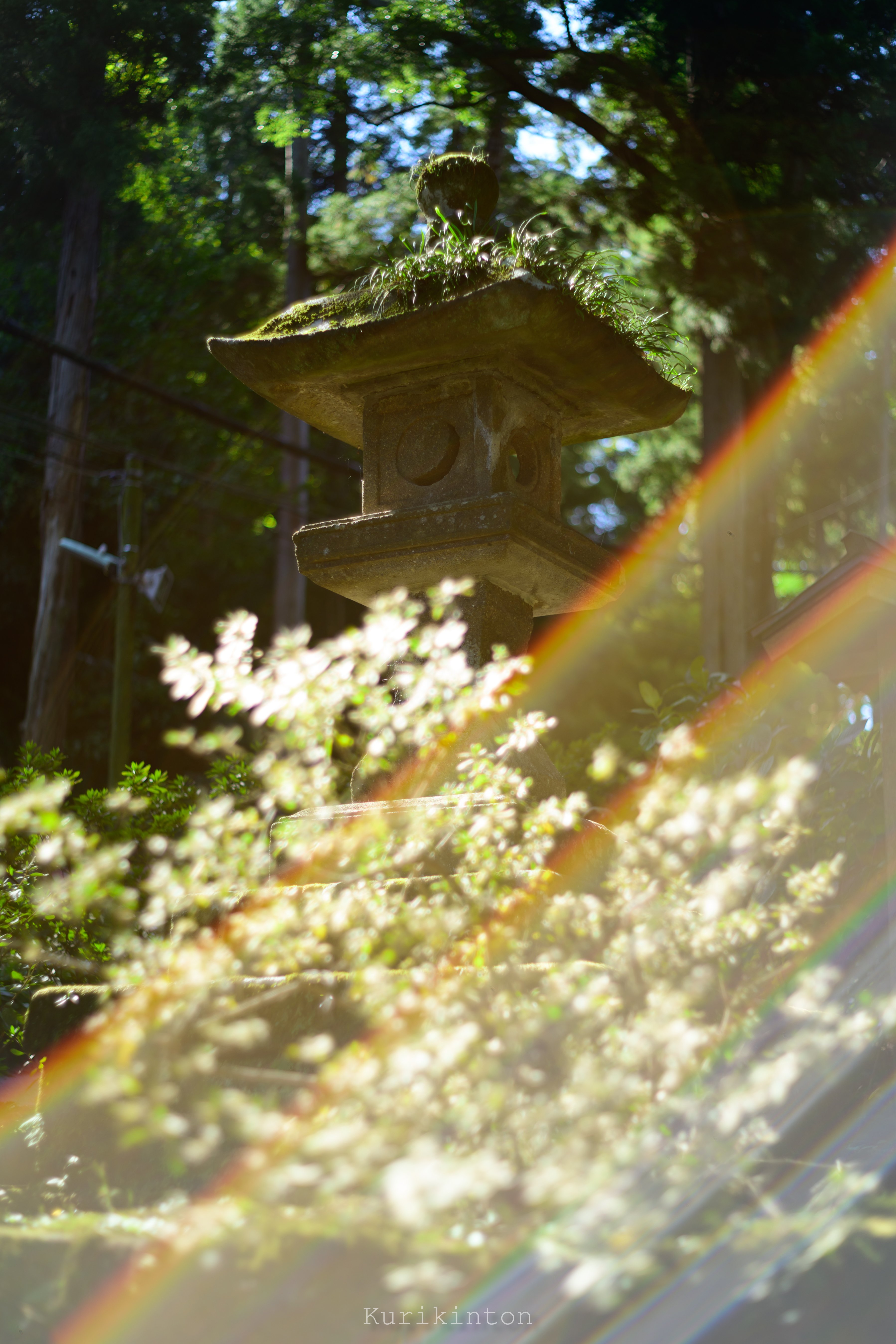 🌈虹のフレア祭り🌈:Super-Takumar 55mm f1.8|栗きんとん 🌈虹のフレア祭り🌈:Super-Takumar 55mm f1.8|栗きんとん