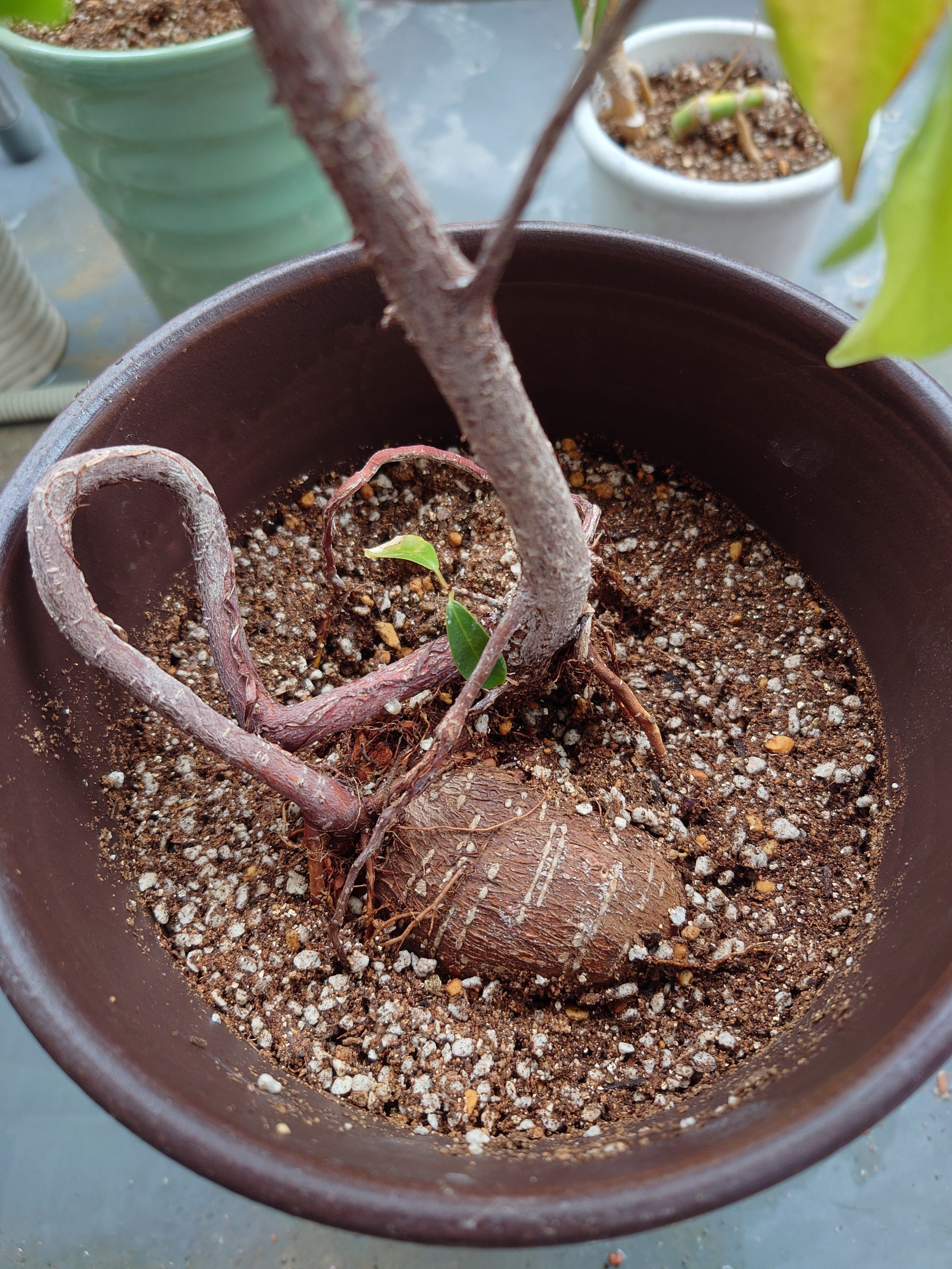 鉢割れ 園芸ライフ Engei life on X