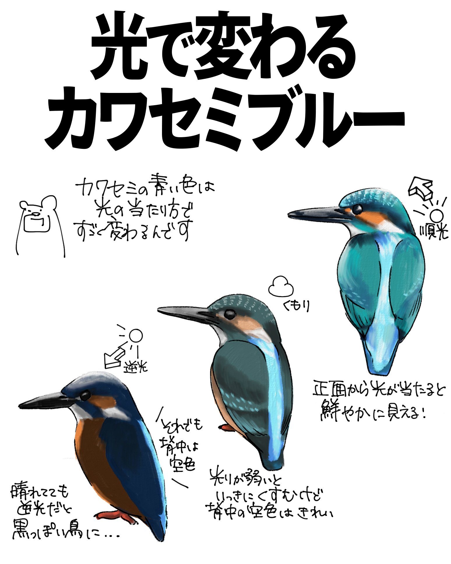 自然と科学 カラー版 カワセミのすむ川 自然と科学 カラー版 カワセミの